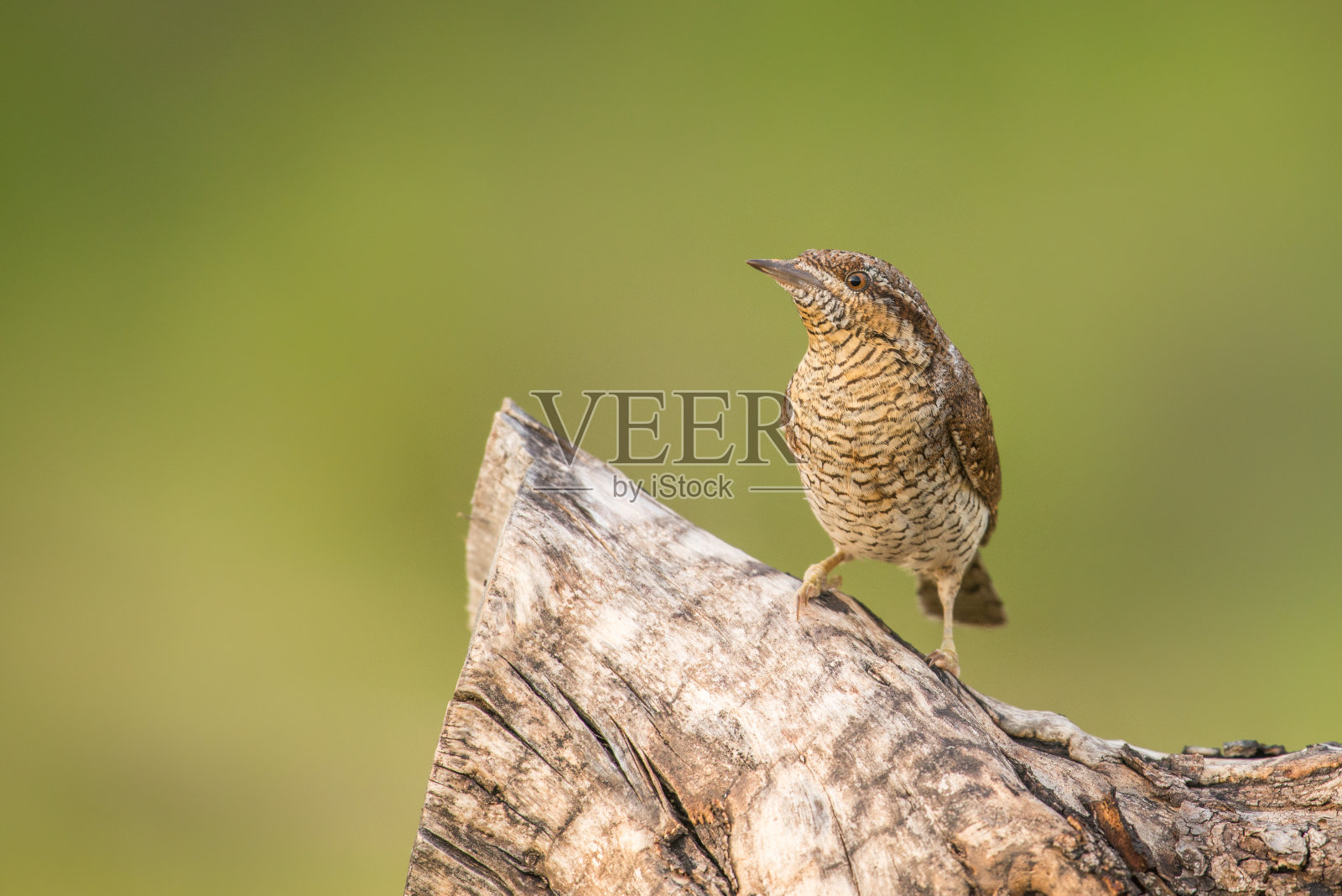 欧亚歪脖照片摄影图片