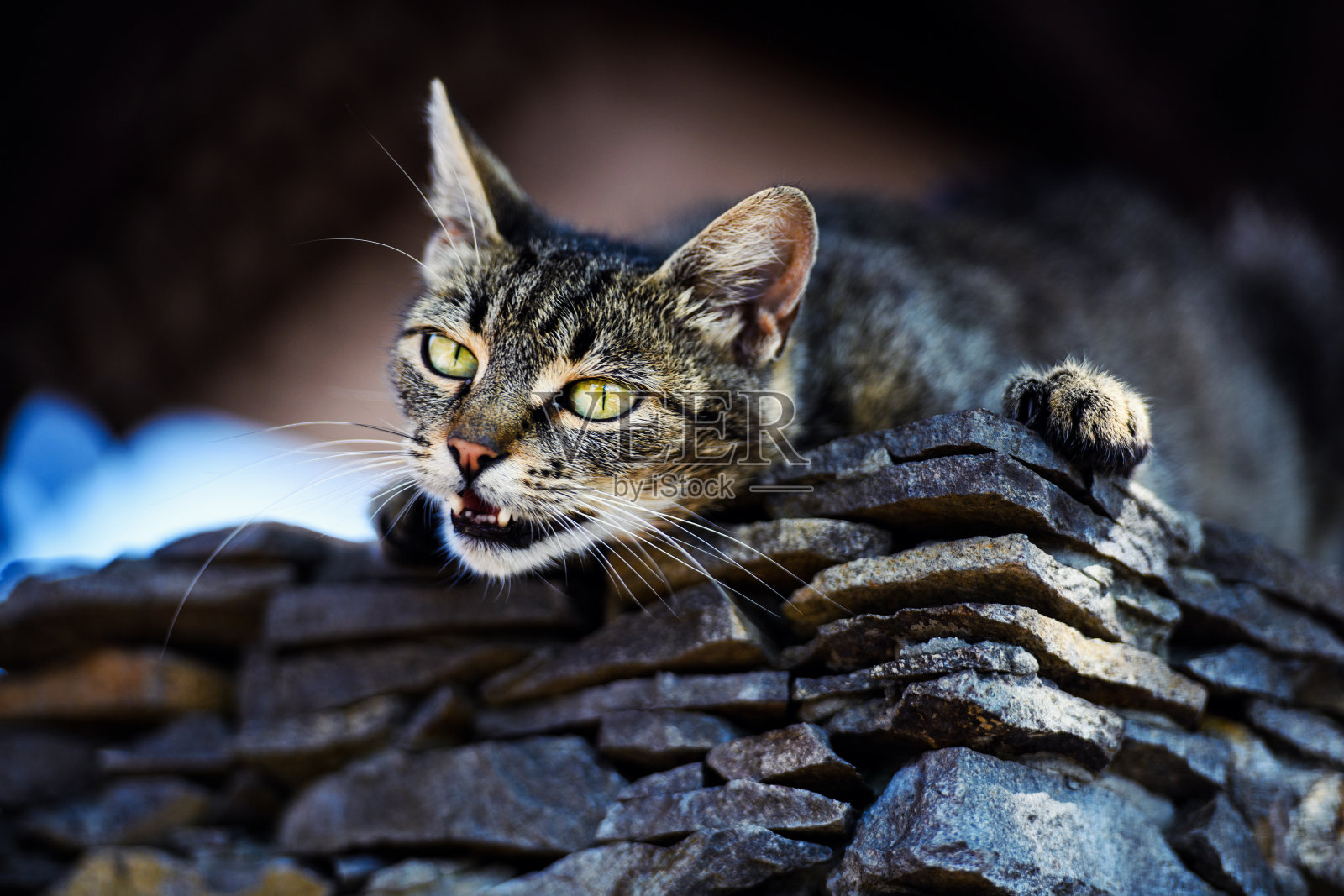 可爱的猫和迷人的眼睛照片摄影图片