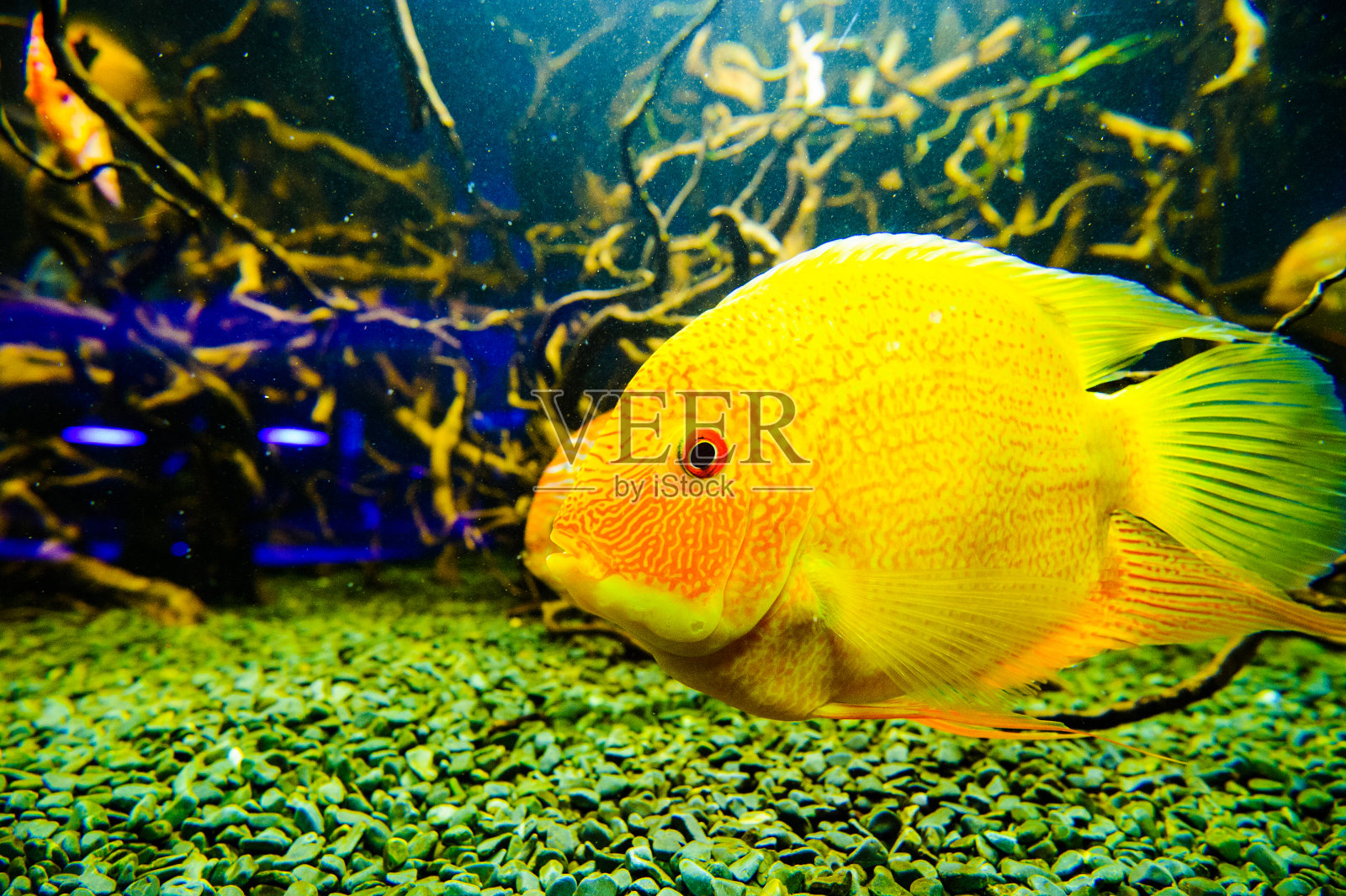 美丽的海底世界，有珊瑚和热带鱼。照片摄影图片