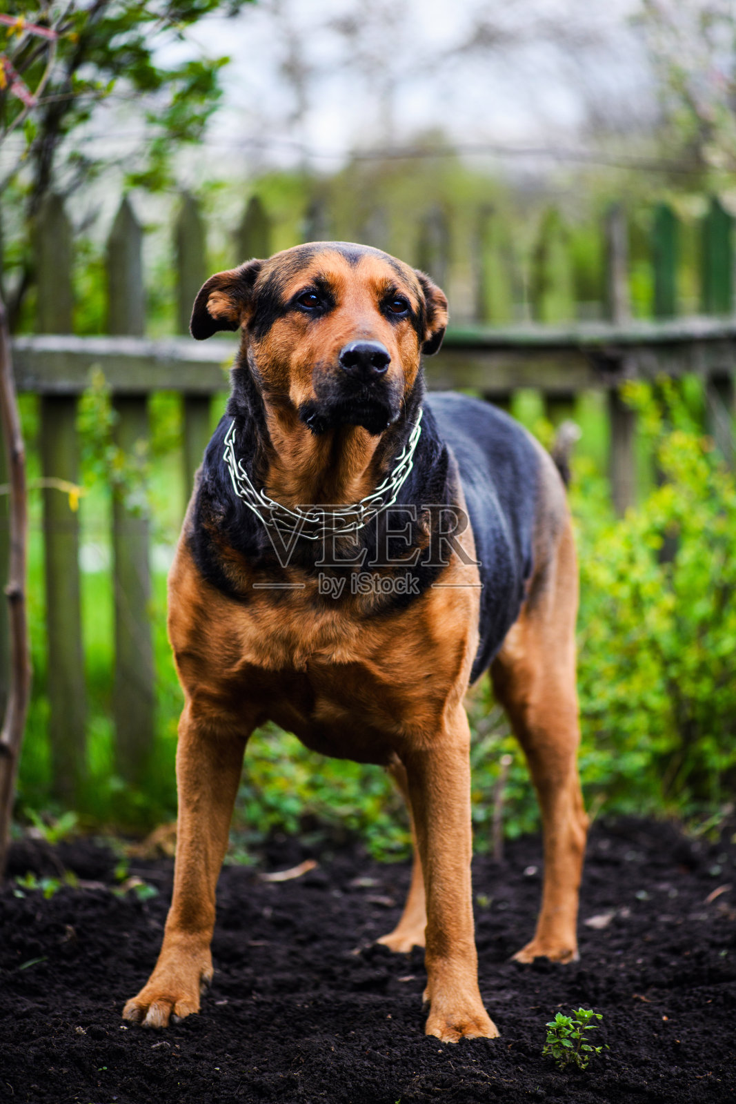 可爱的狗照片摄影图片