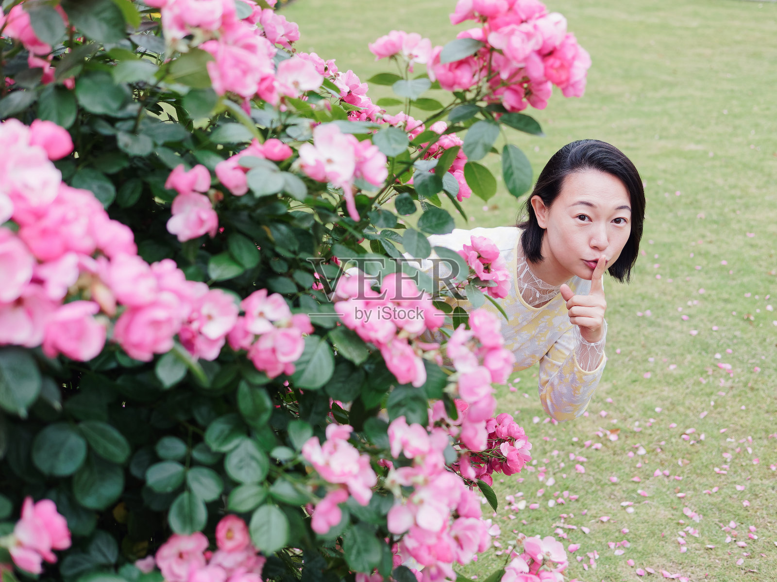 户外肖像美丽的中年中国妇女在黄色的衣服微笑在粉红色的玫瑰花墙在春天的花园，玩捉迷藏游戏与手指在嘴上做沉默的手势。照片摄影图片