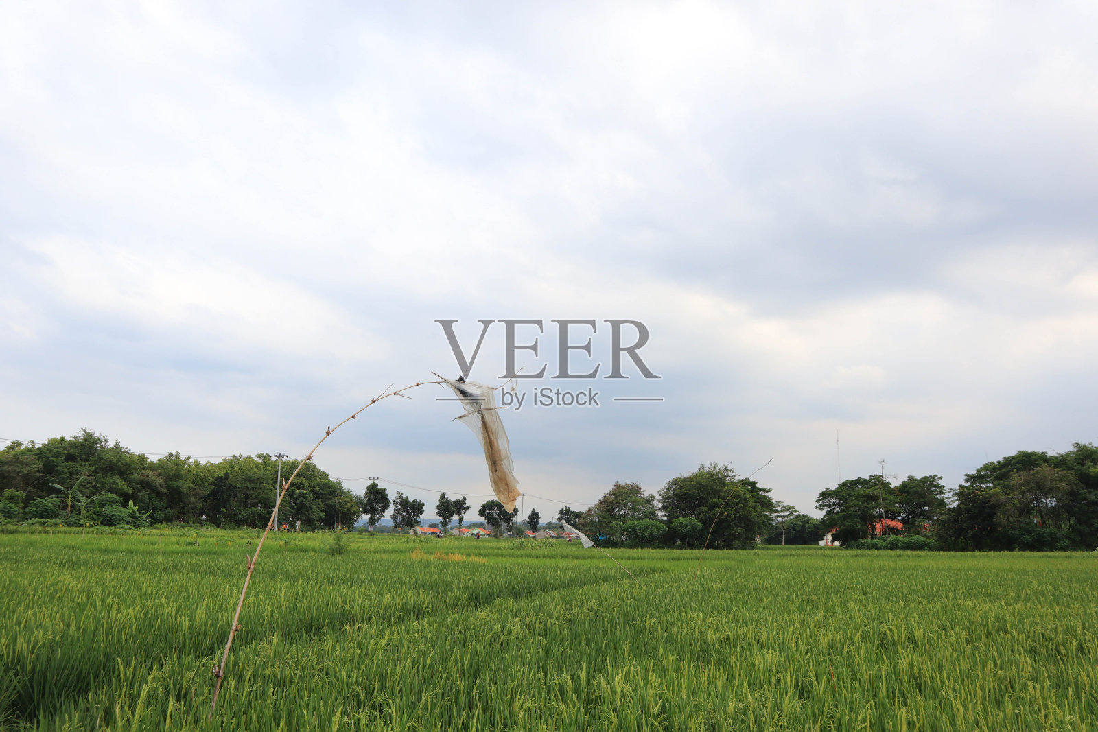 水稻领域照片摄影图片