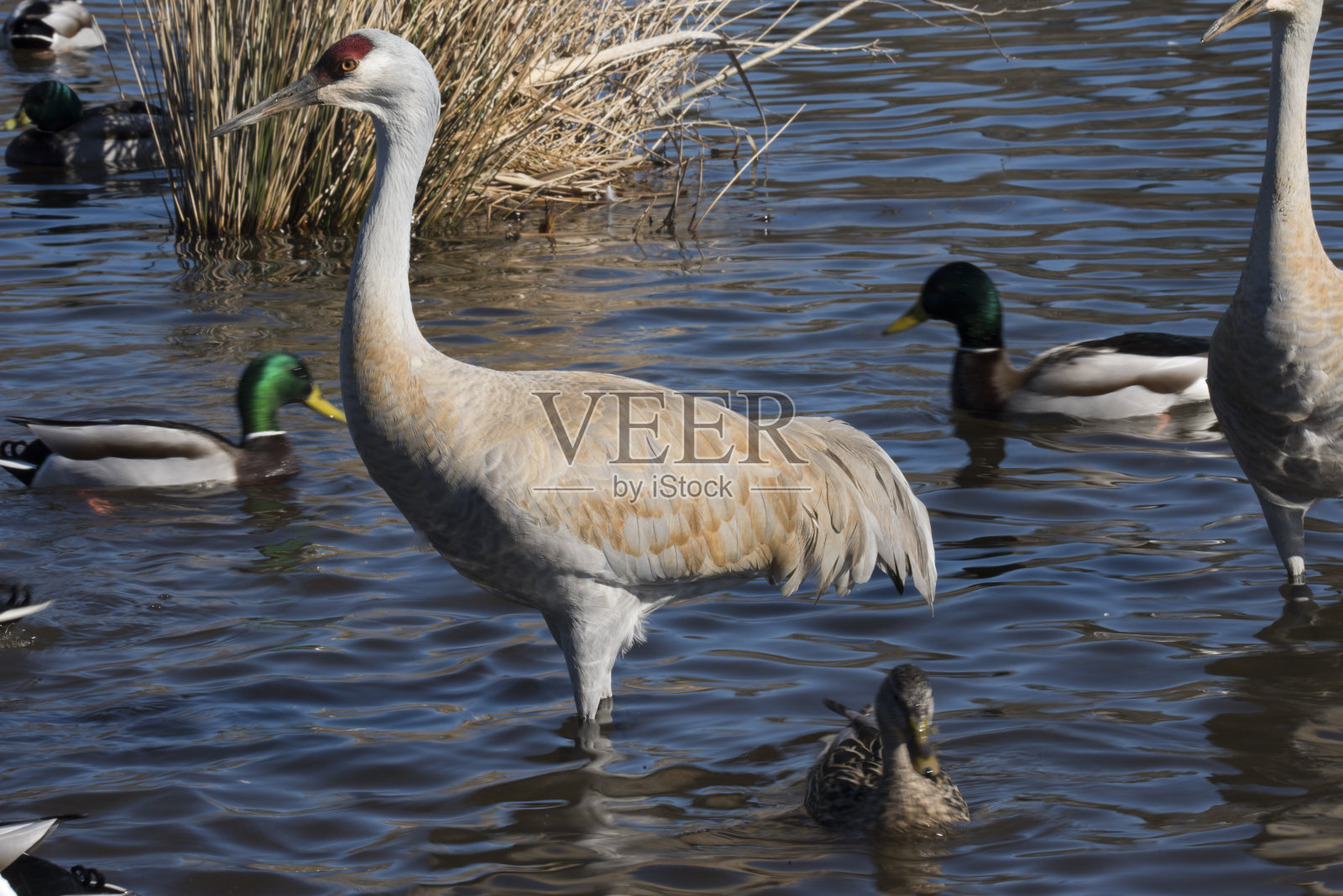 沙丘鹤特写照片摄影图片