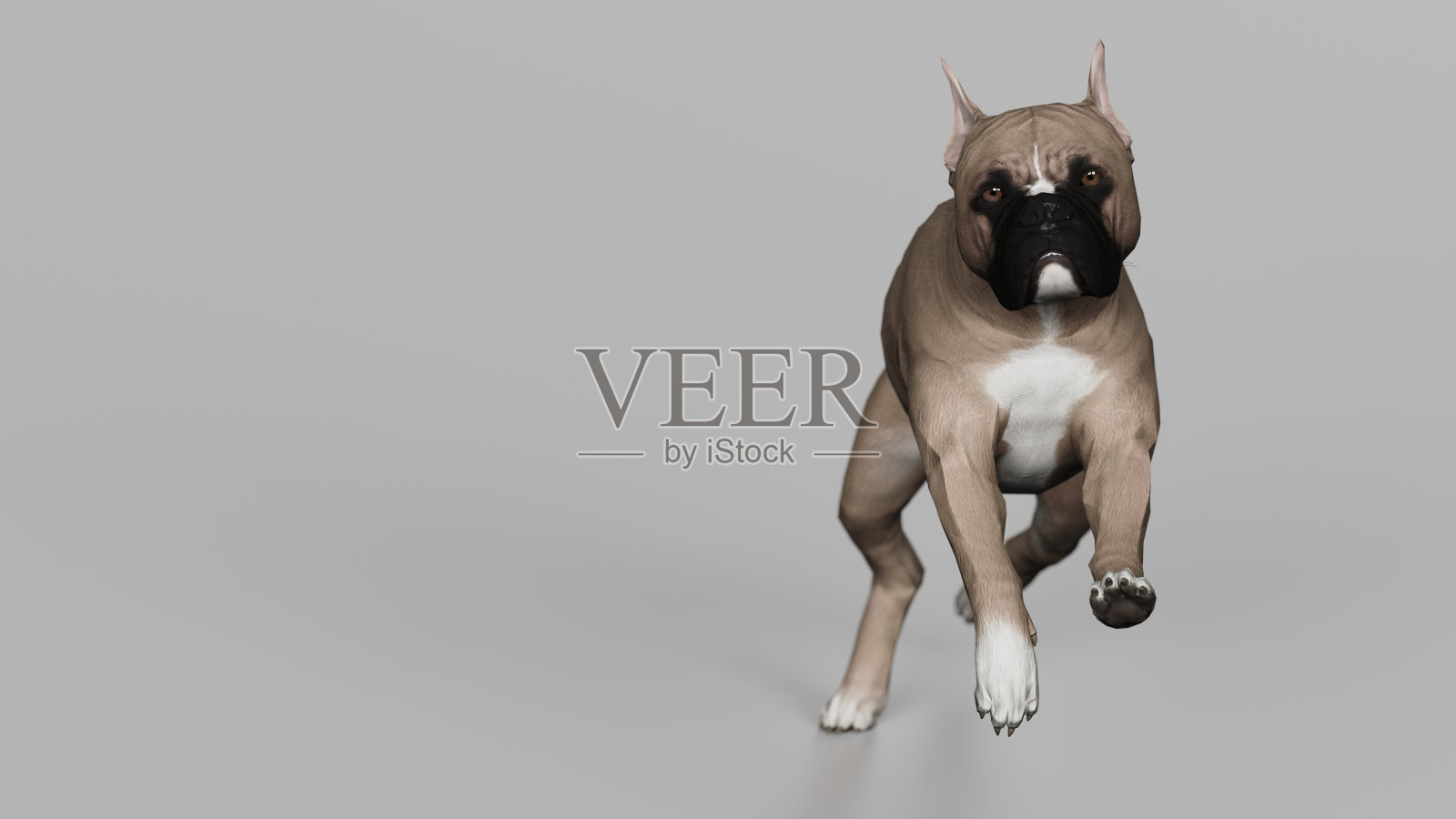 拳击手狗是奔向观看灰色背景3d渲染照片摄影图片