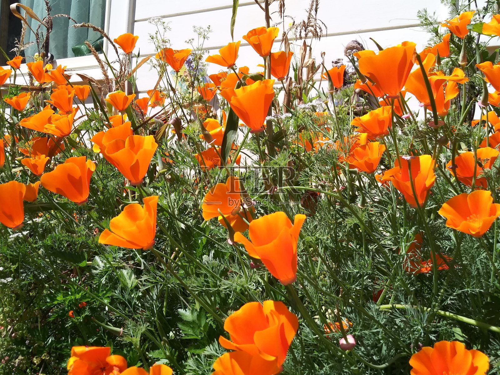 加州金色的罂粟在前院-春天的四月照片摄影图片