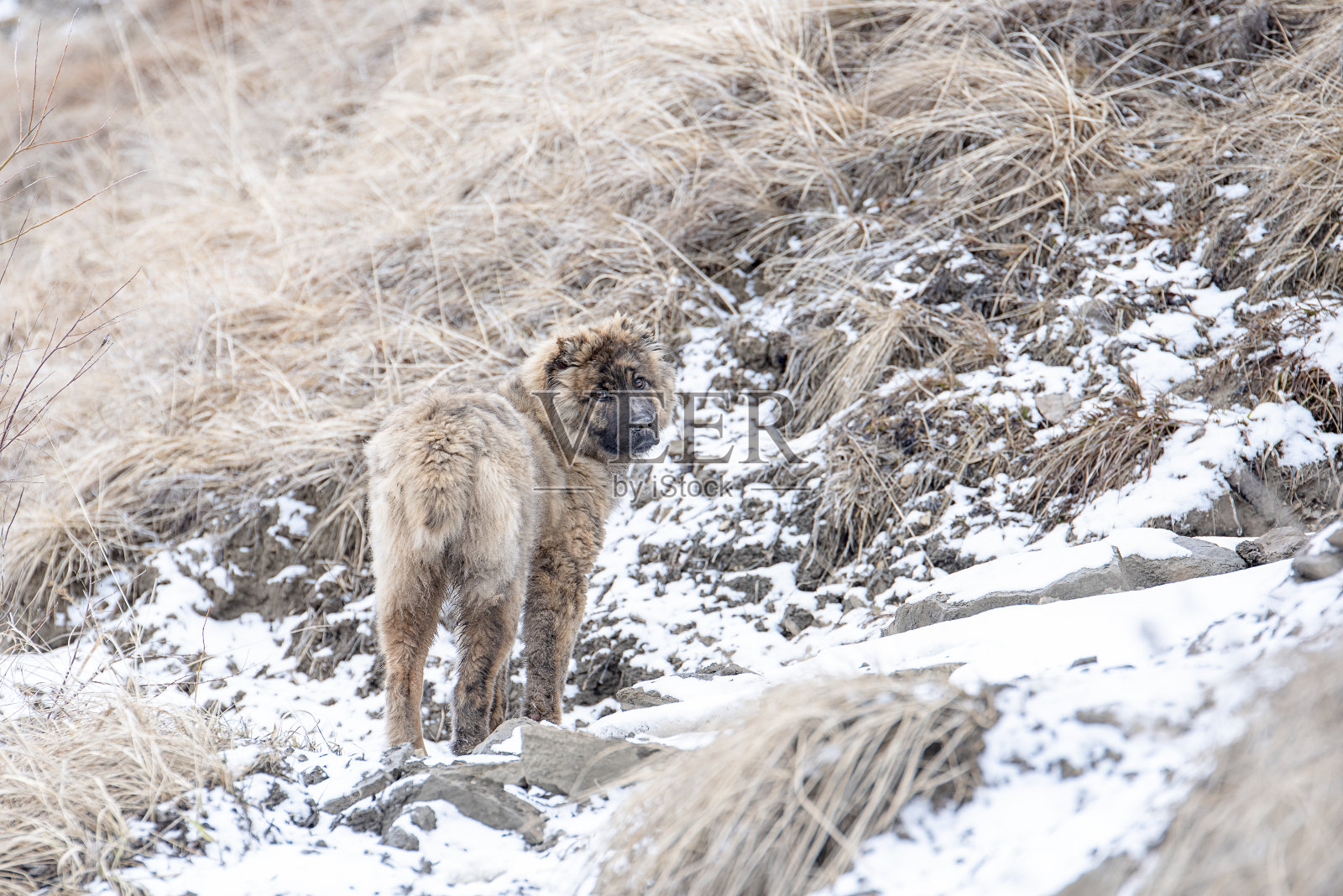 棕色年轻美丽的亚洲牧羊犬照片摄影图片