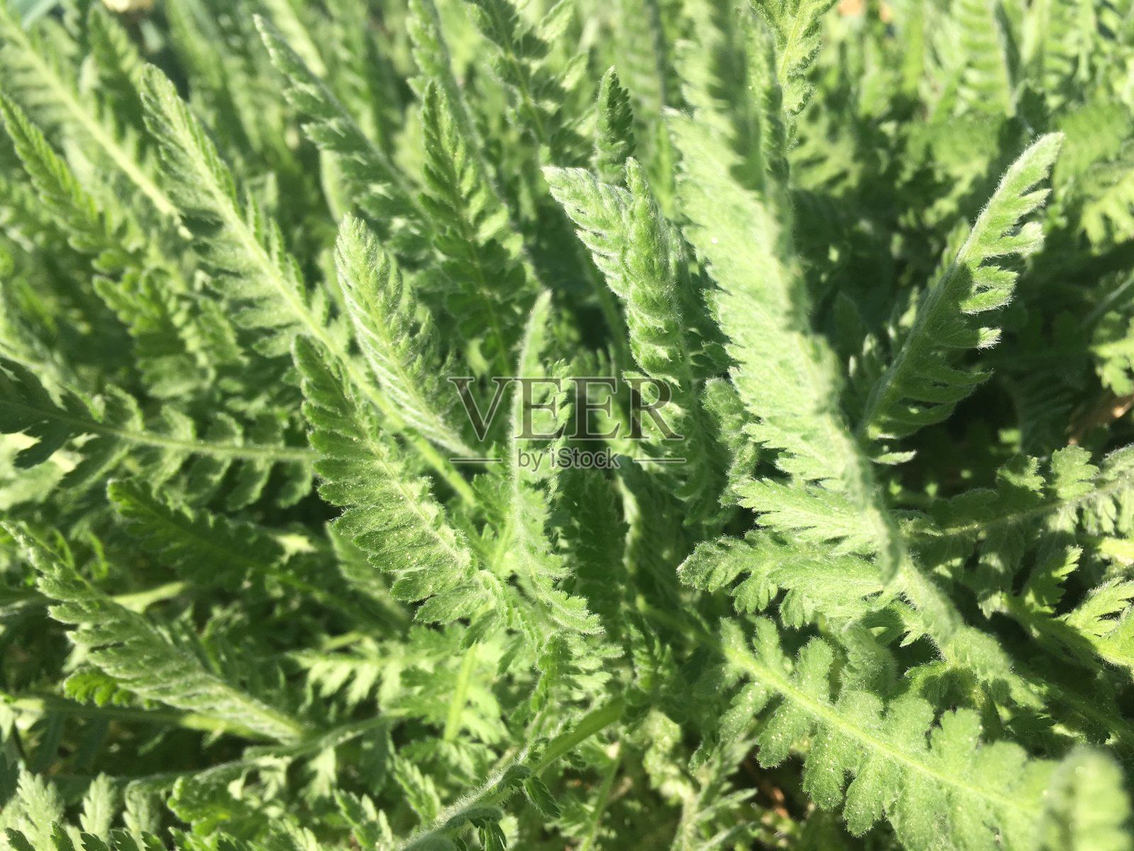 在纽约布鲁克林的科尼岛，植物在春天开花。照片摄影图片