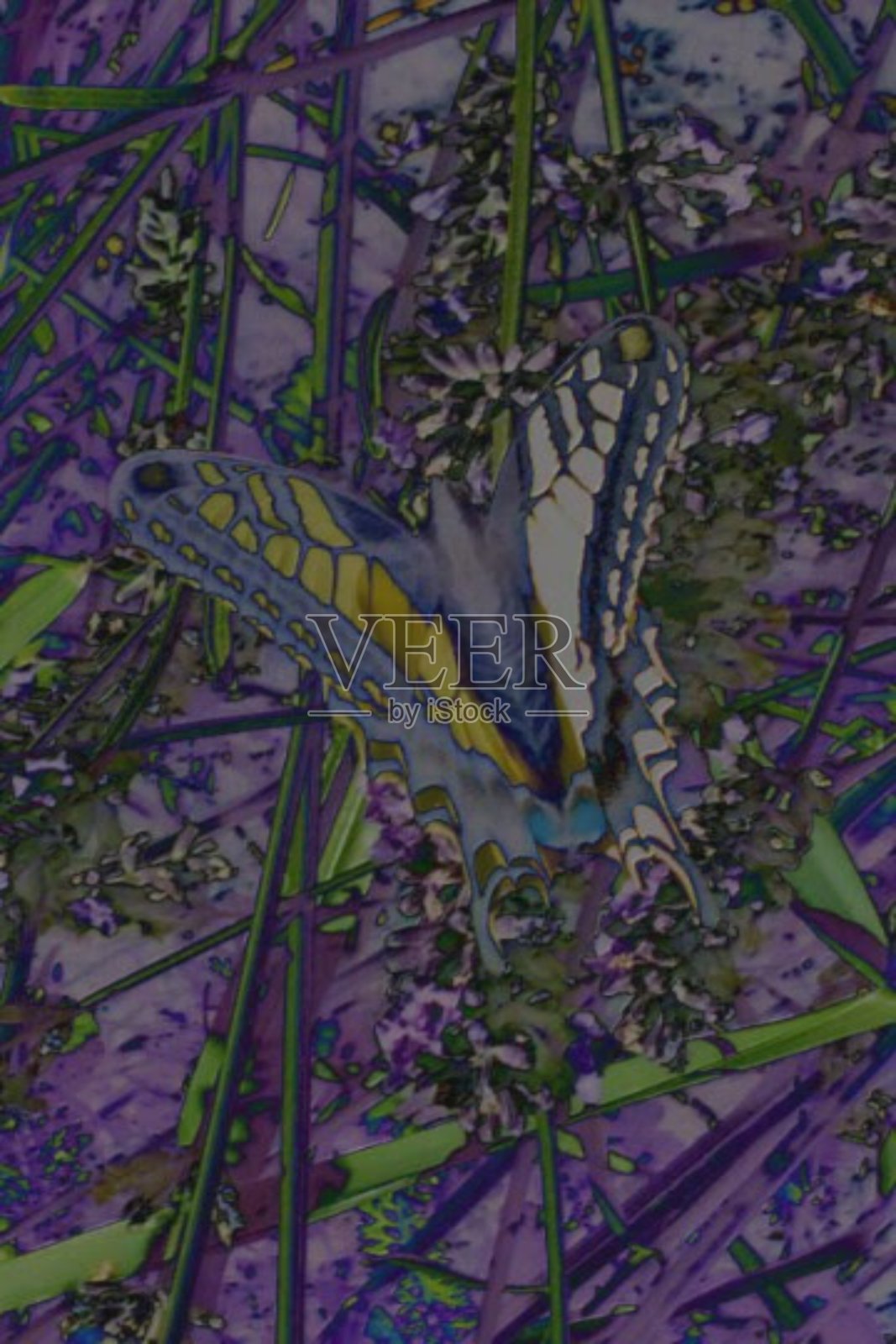 艺术从蝴蝶照片摄影图片