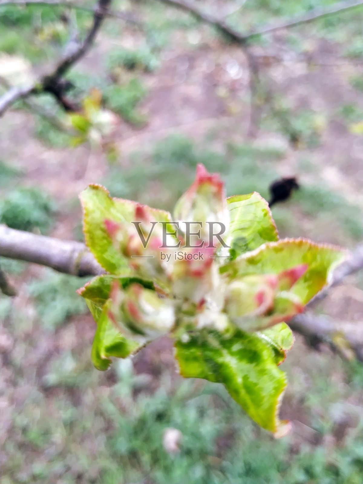 自然春天树木照片摄影图片