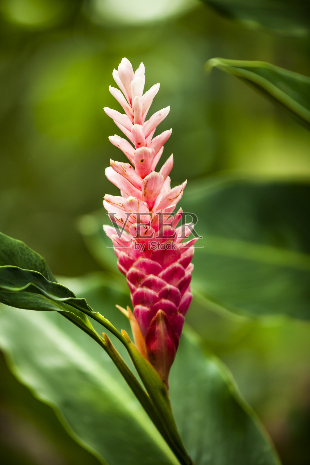 红姜花照片摄影图片