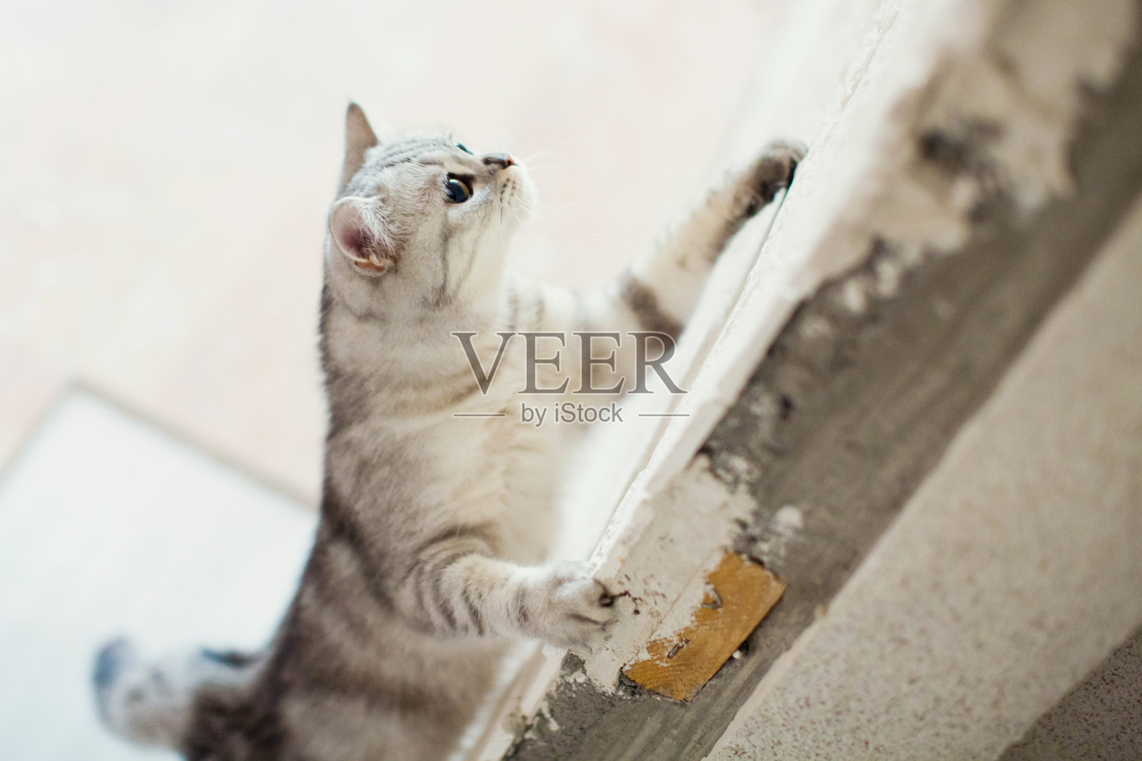 有趣的灰猫照片摄影图片