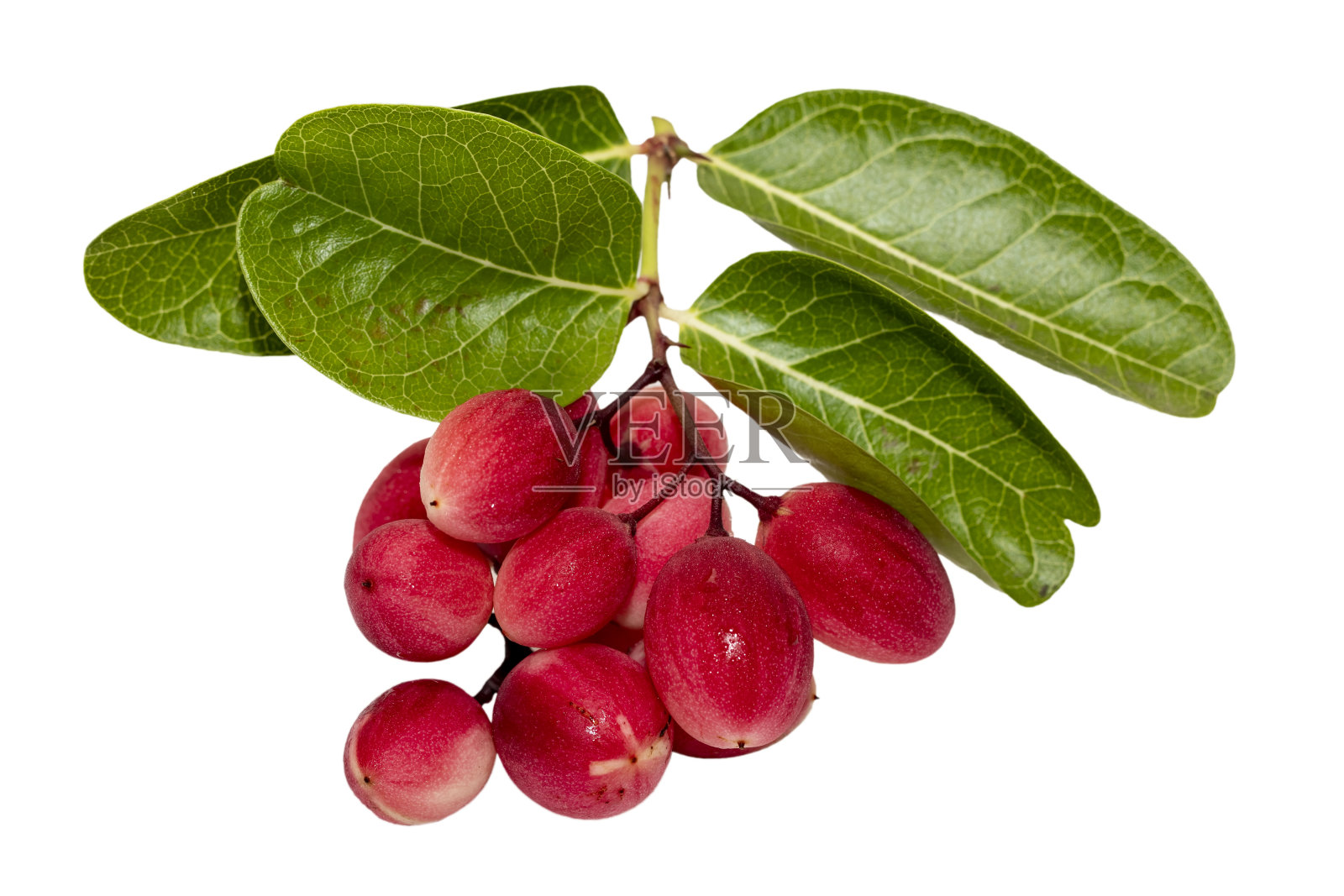 Carissa carandas Linn, Karanda, Carunda孤立在白色背景上照片摄影图片