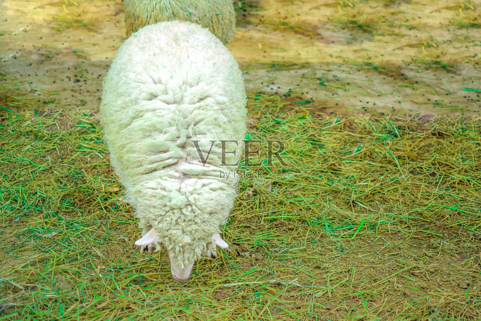 绵羊在农村草原上的畜牧场上照片摄影图片
