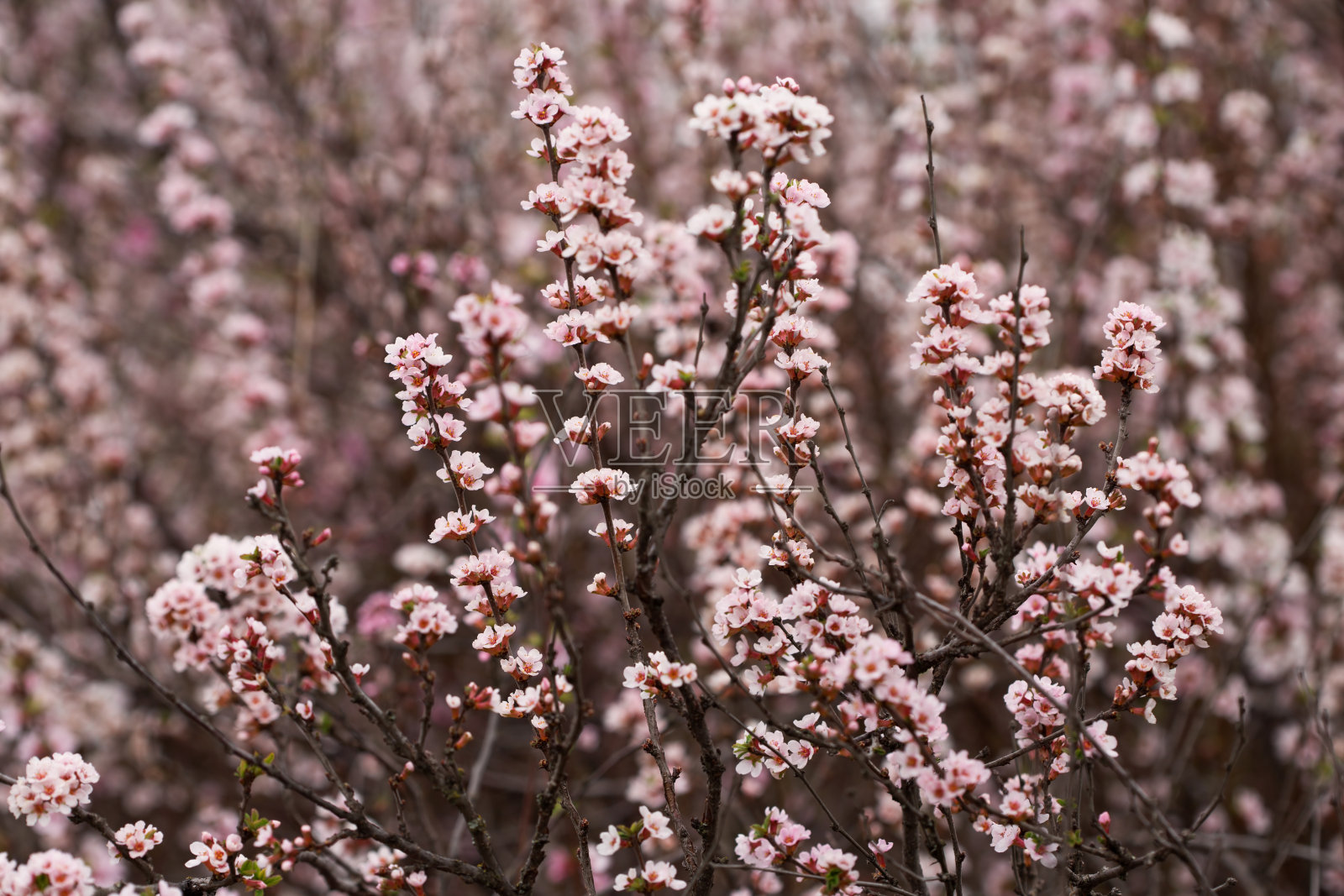 美丽的粉红色盛开的树枝在春天，户外的自然照片照片摄影图片