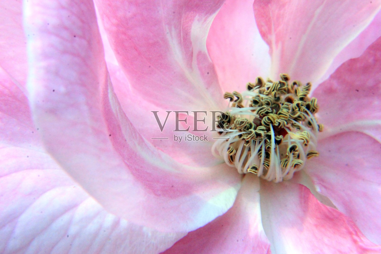 软粉色玫瑰花瓣背景照片摄影图片