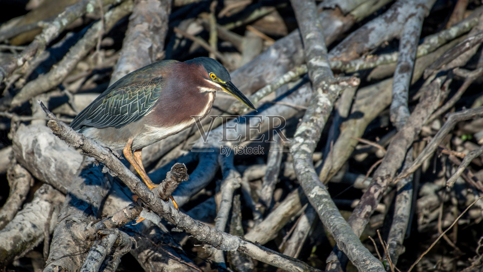 在弗吉尼亚州的亨特利草地公园里，绿鹭鸟正在捕虾照片摄影图片