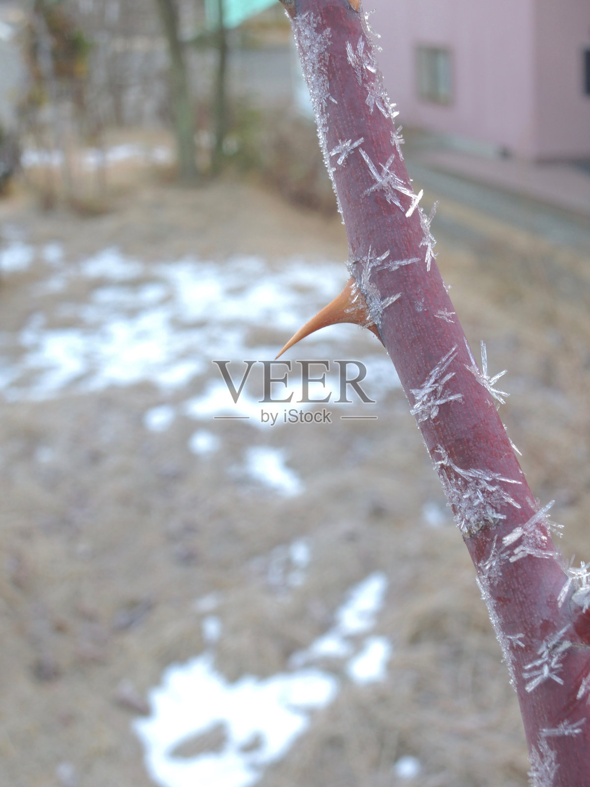 冬天的玫瑰刺照片摄影图片