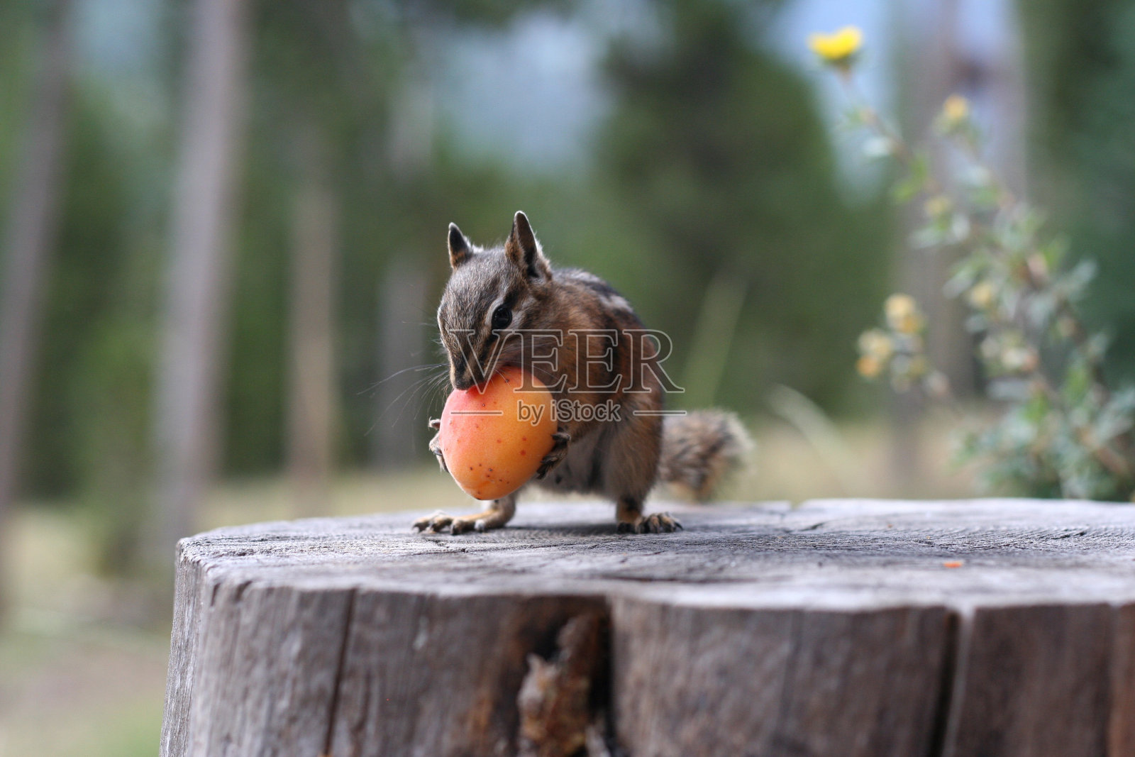 花栗鼠在树桩上吃杏子照片摄影图片