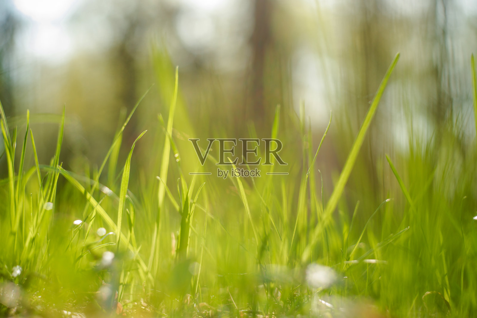 自然模糊的散景背景。新春草儿迎阳光。散焦的夏日。春天的概念照片摄影图片