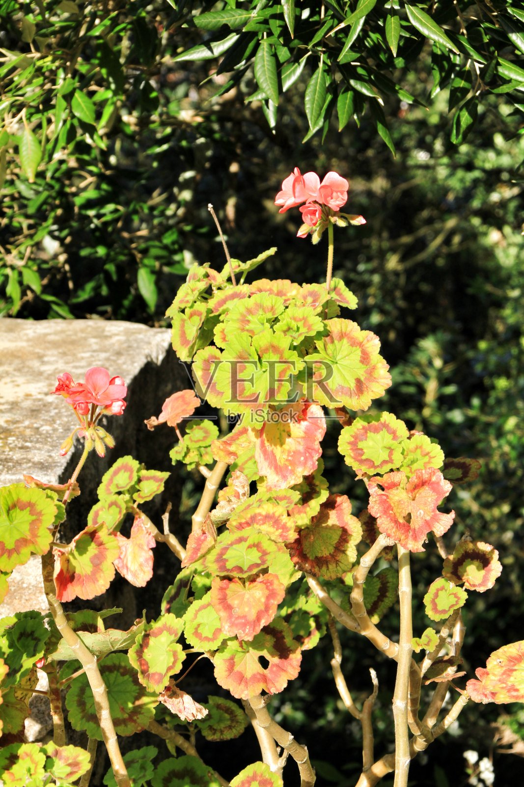 天竺葵的叶子在阳光下照片摄影图片