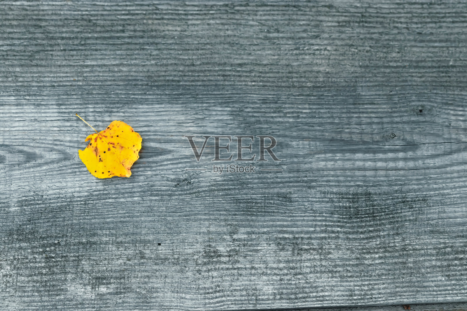 黄色的叶子在木制的灰色背景上。秋的概念，寂寞。从以上观点。副本的空间。照片摄影图片