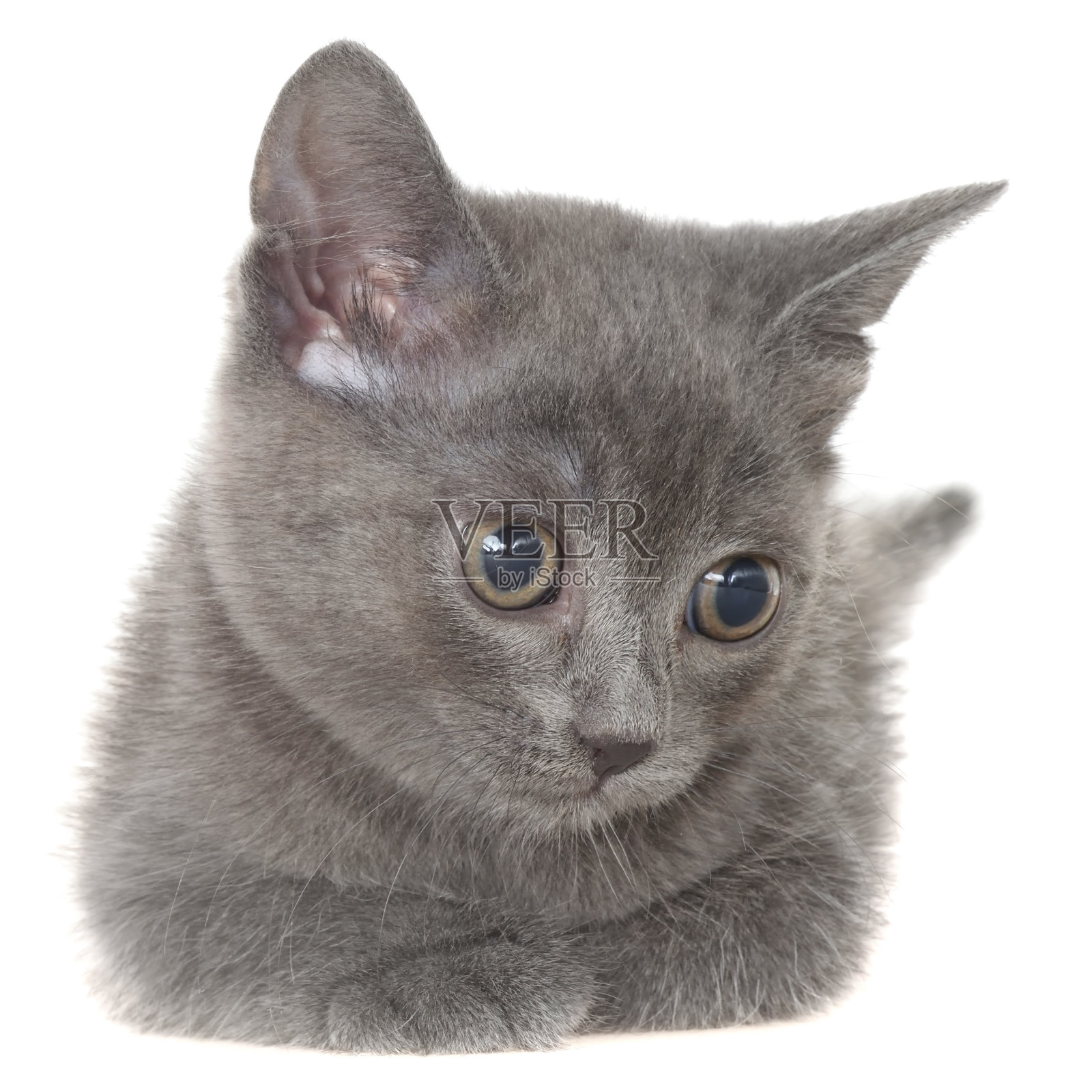 灰色的小短毛小猫孤独地躺着照片摄影图片