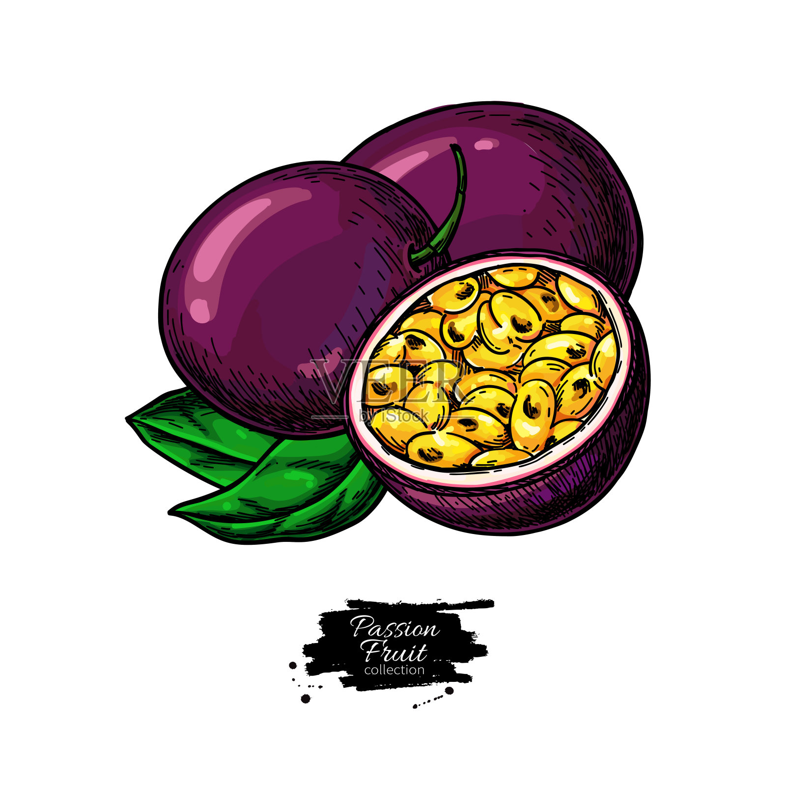 百香果矢量绘图手绘热带食物插图夏天有活跃插画图片素材