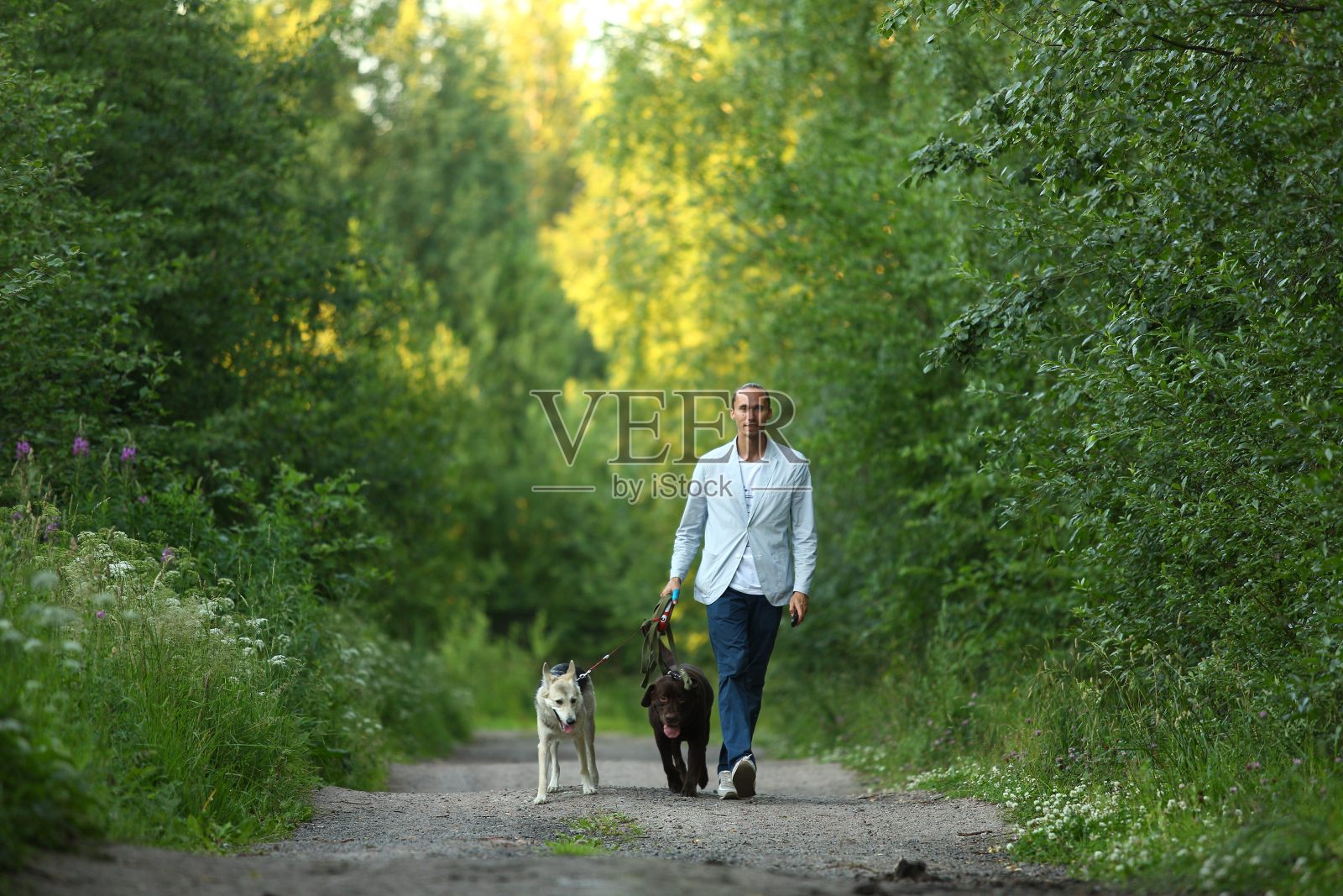 一个男人带着两只狗在阳光明媚的草地上散步照片摄影图片