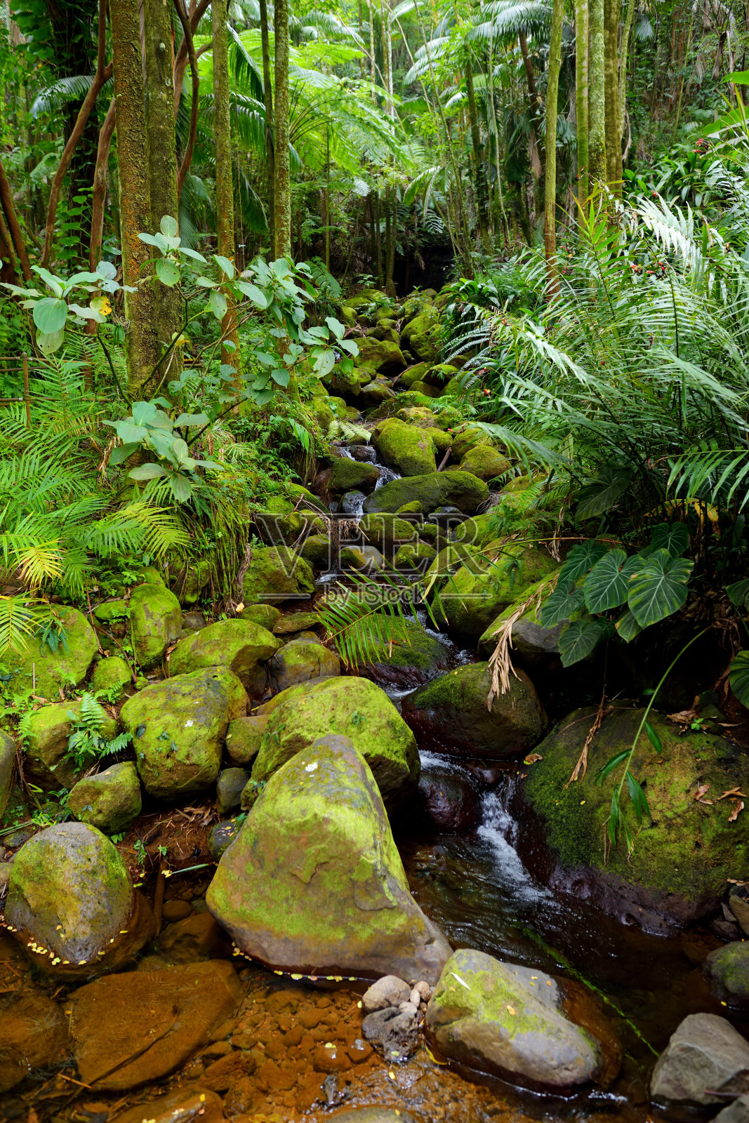 夏威夷大岛夏威夷热带植物园郁郁葱葱的热带植被照片摄影图片