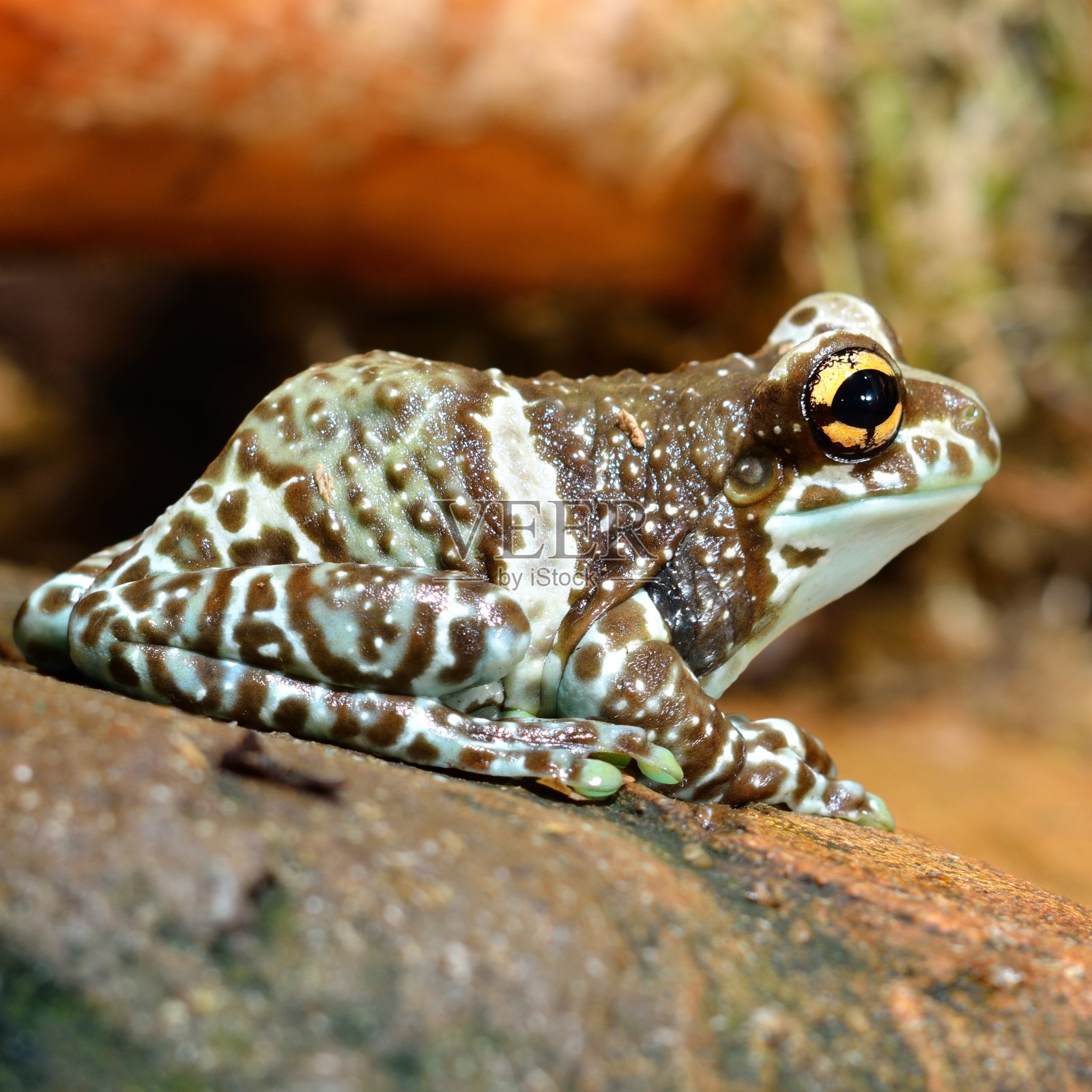 饲养箱里五颜六色的青蛙照片摄影图片