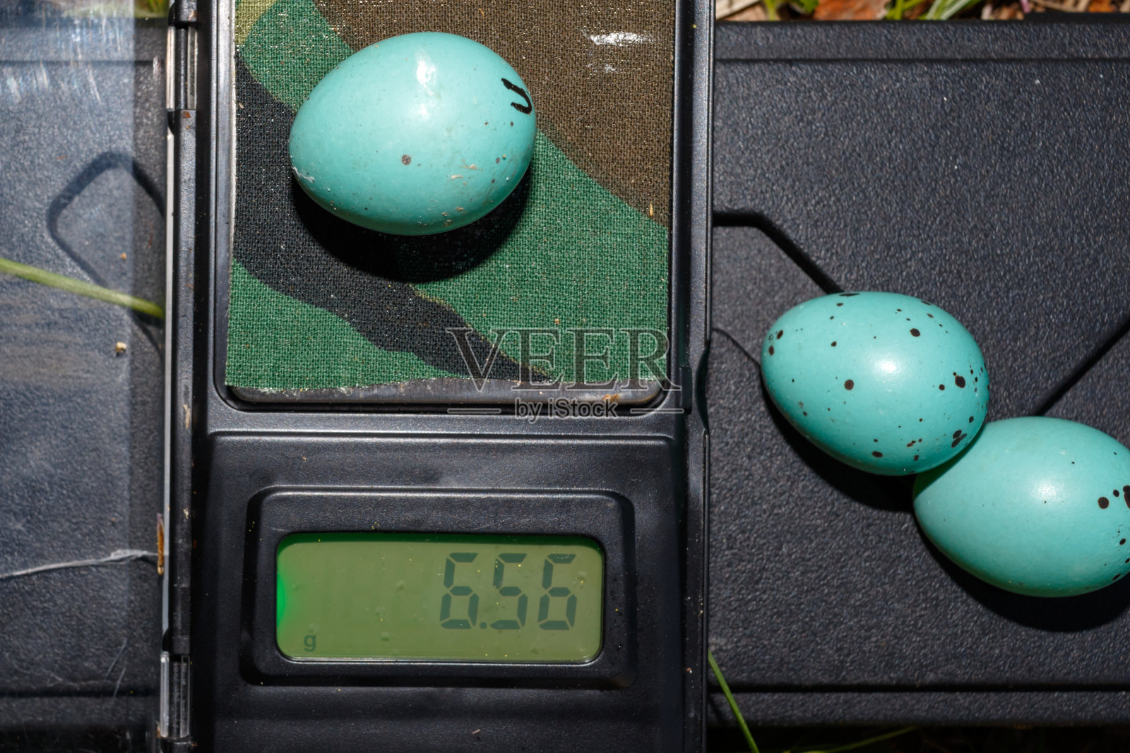 歌曲《Thrush》(Turdus philomelos)。照片摄影图片