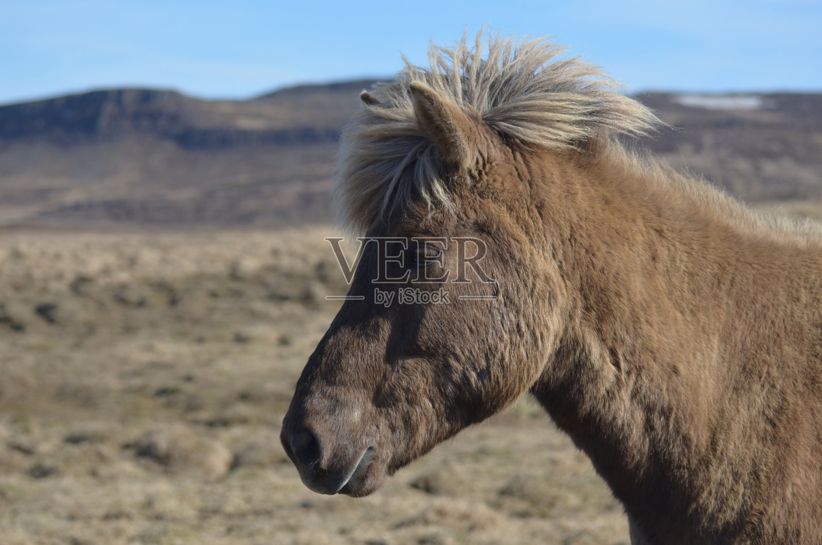 在干草地里的冰岛马照片摄影图片