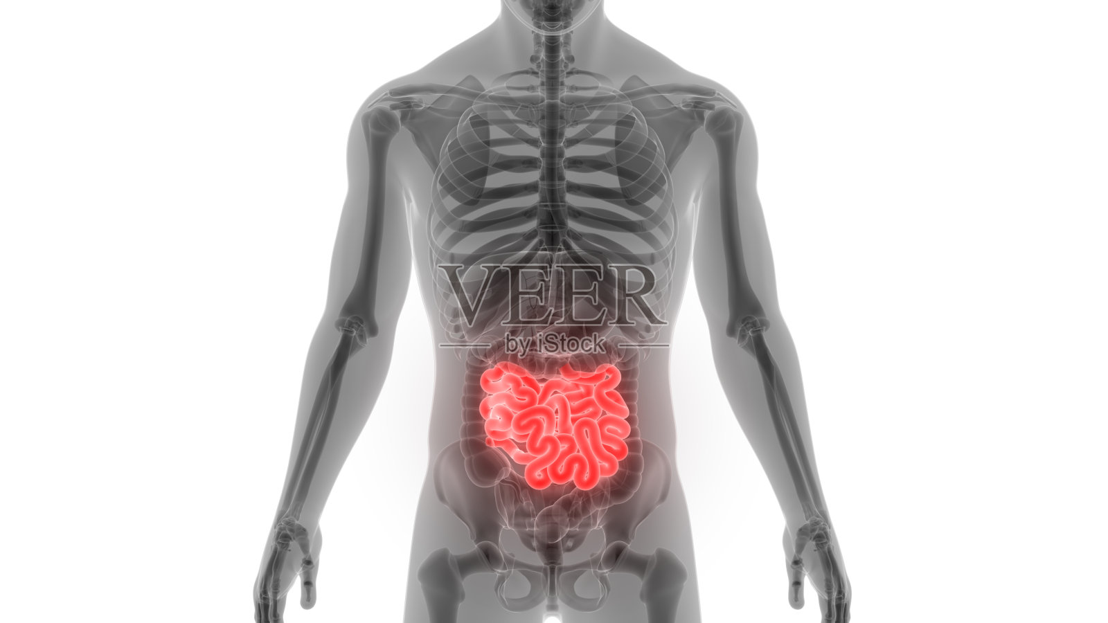 人体消化系统小肠解剖照片摄影图片