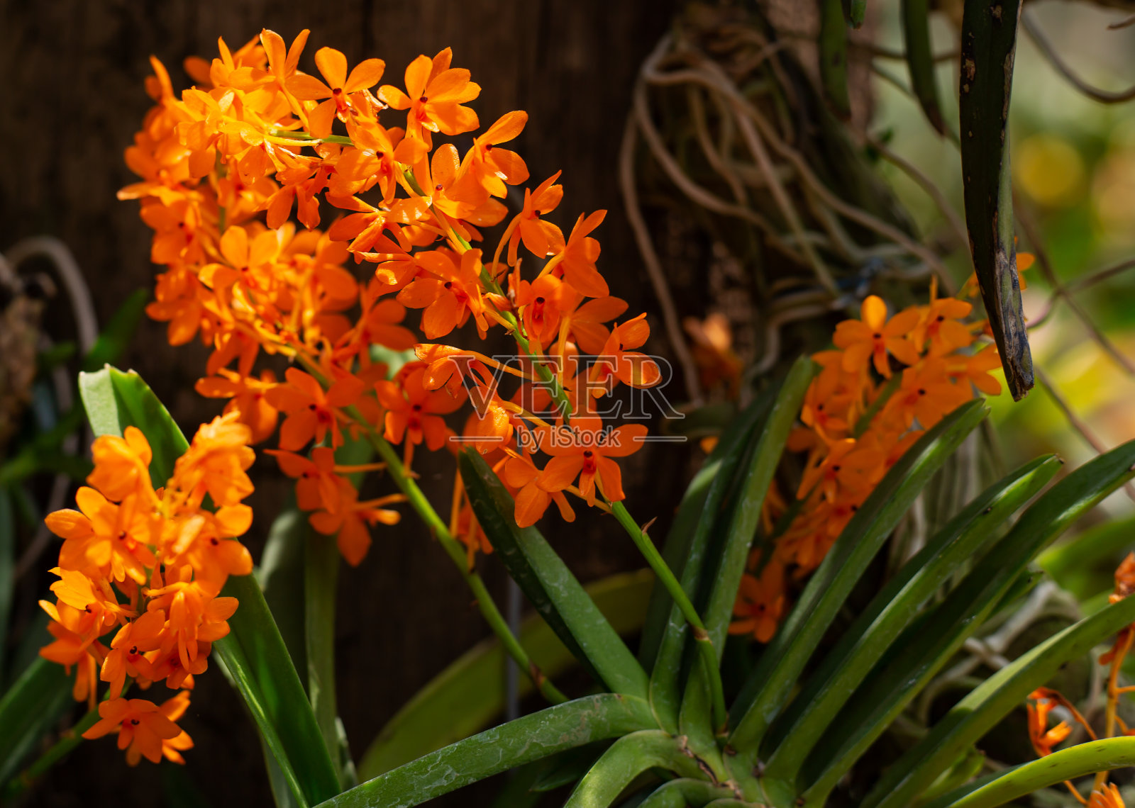 以热带红花作背景。Ixora是。泰国的花朵。照片摄影图片