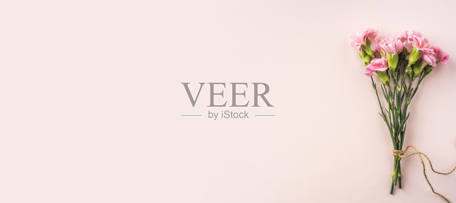 在粉红色背景上的康乃馨俯视图照片摄影图片