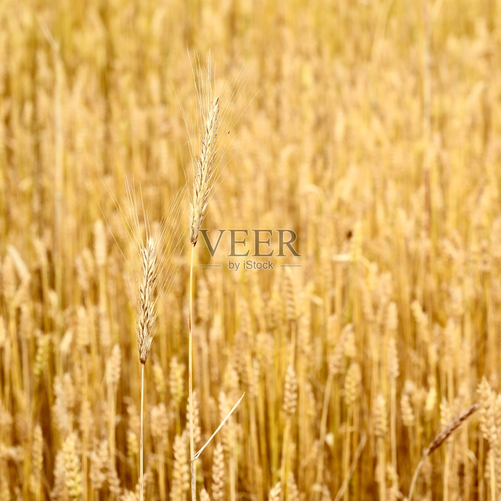 麦田场景，农田特写照片摄影图片