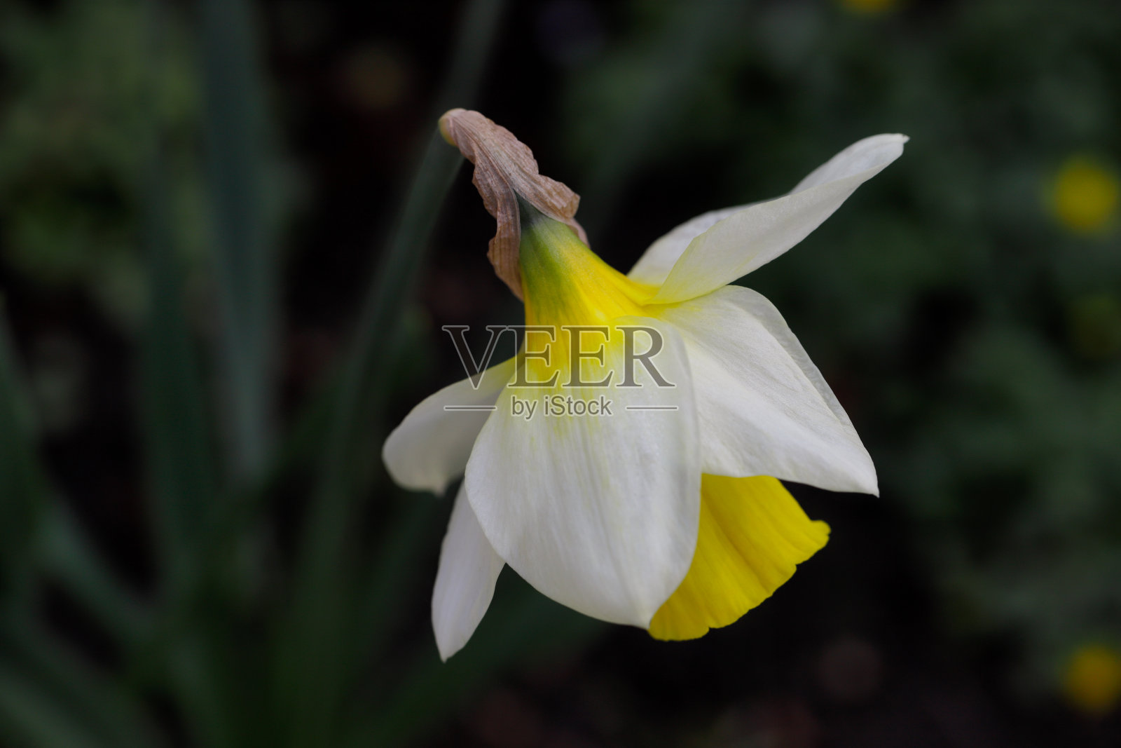 春天花园里的黄白水仙的画像照片摄影图片