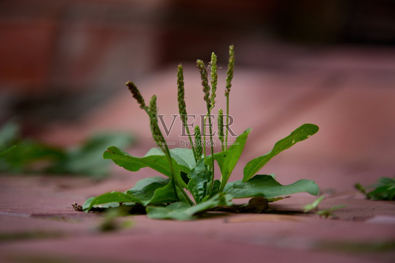 在石头丛林里为生命而战照片摄影图片