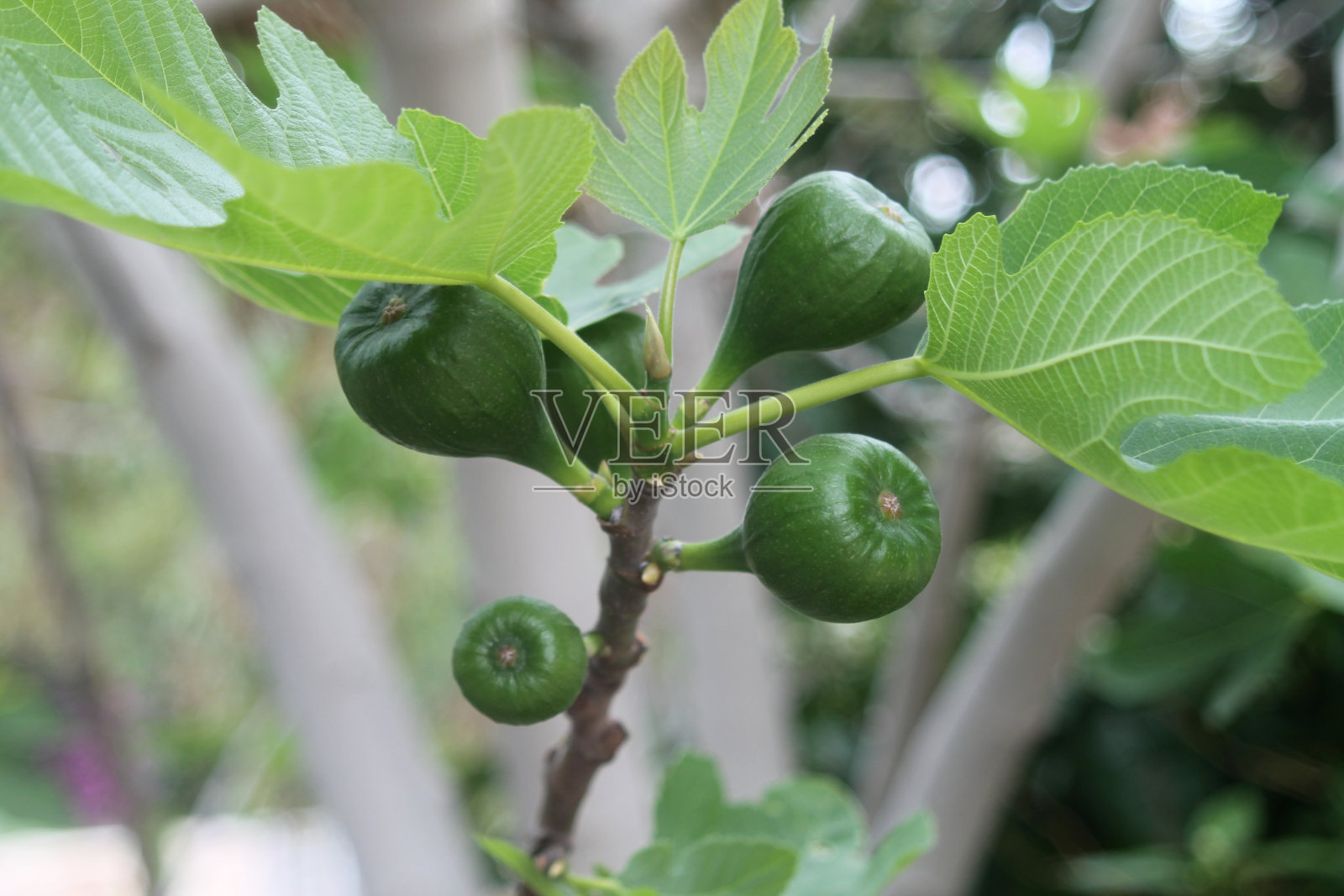 树枝上有绿色的无花果和树叶照片摄影图片