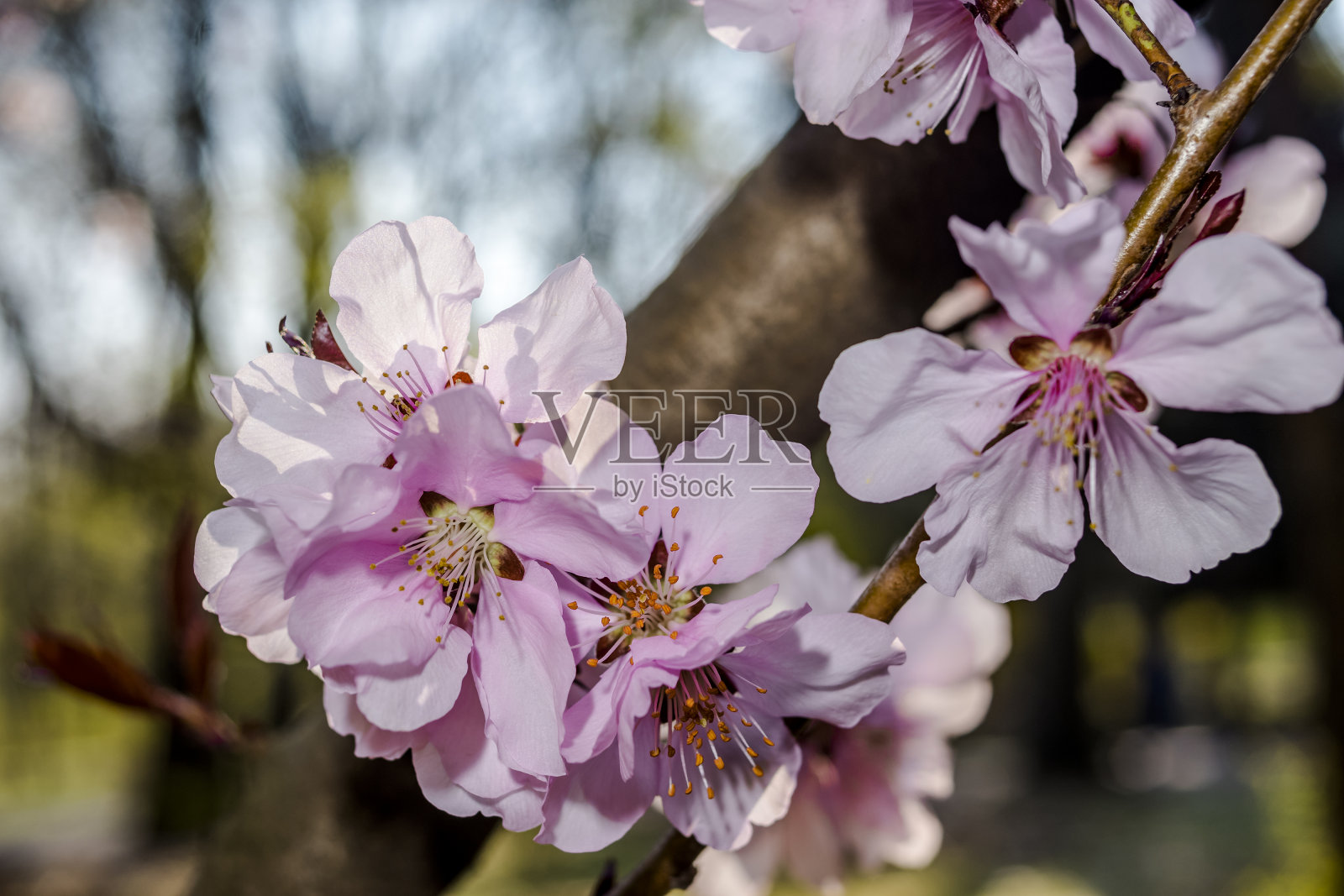 脆弱的49照片摄影图片