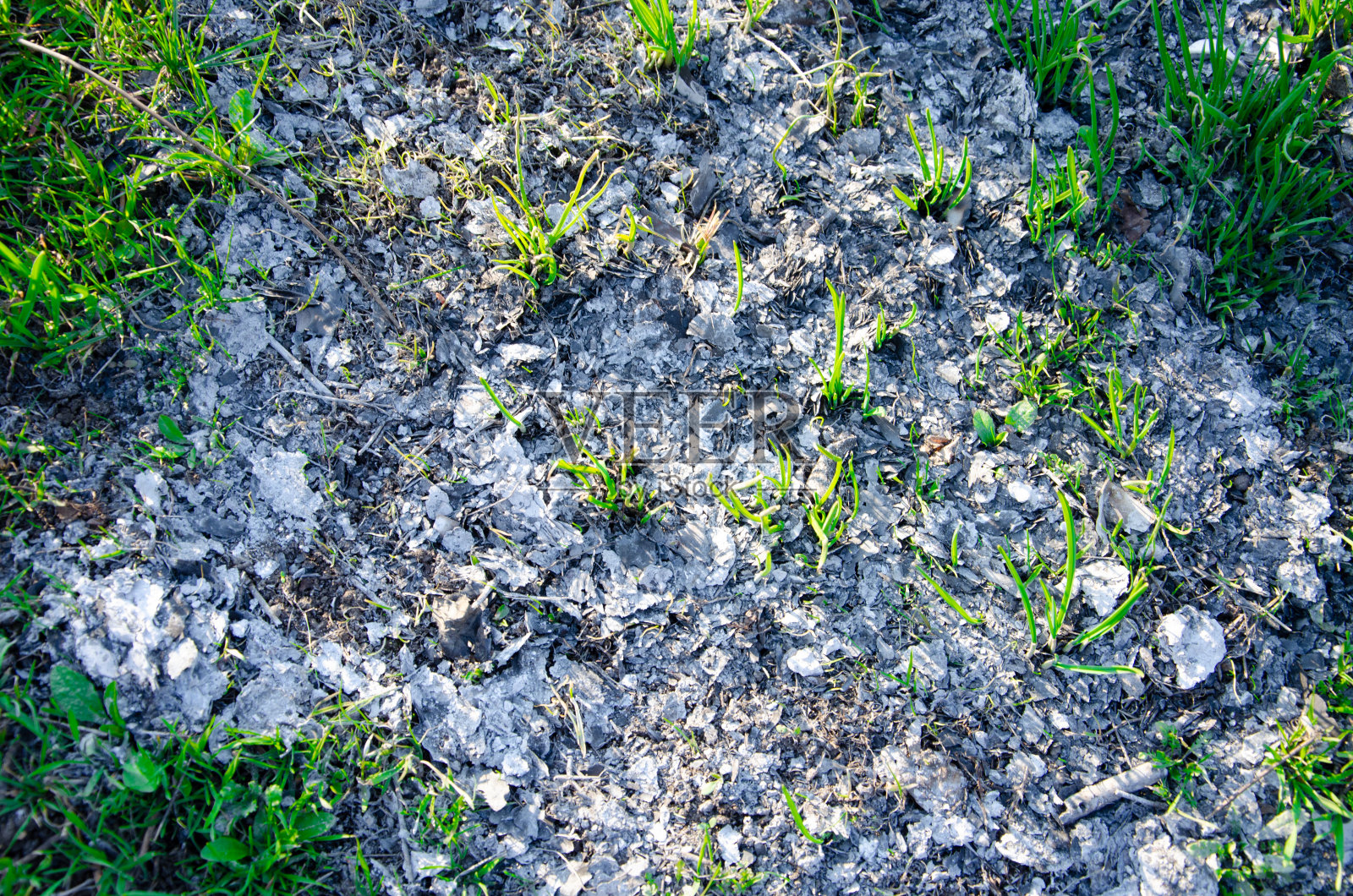 小的绿色灌木，草坪，植物，草在地上生长。照片摄影图片