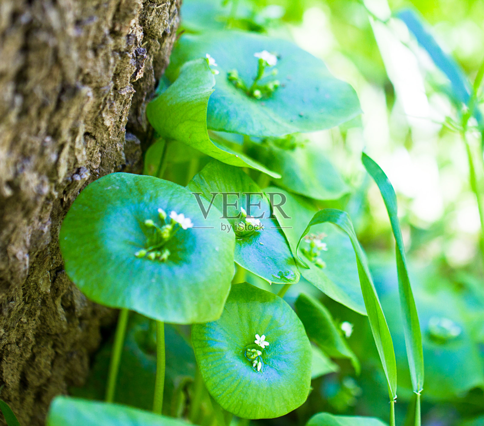 窄叶莴苣照片摄影图片