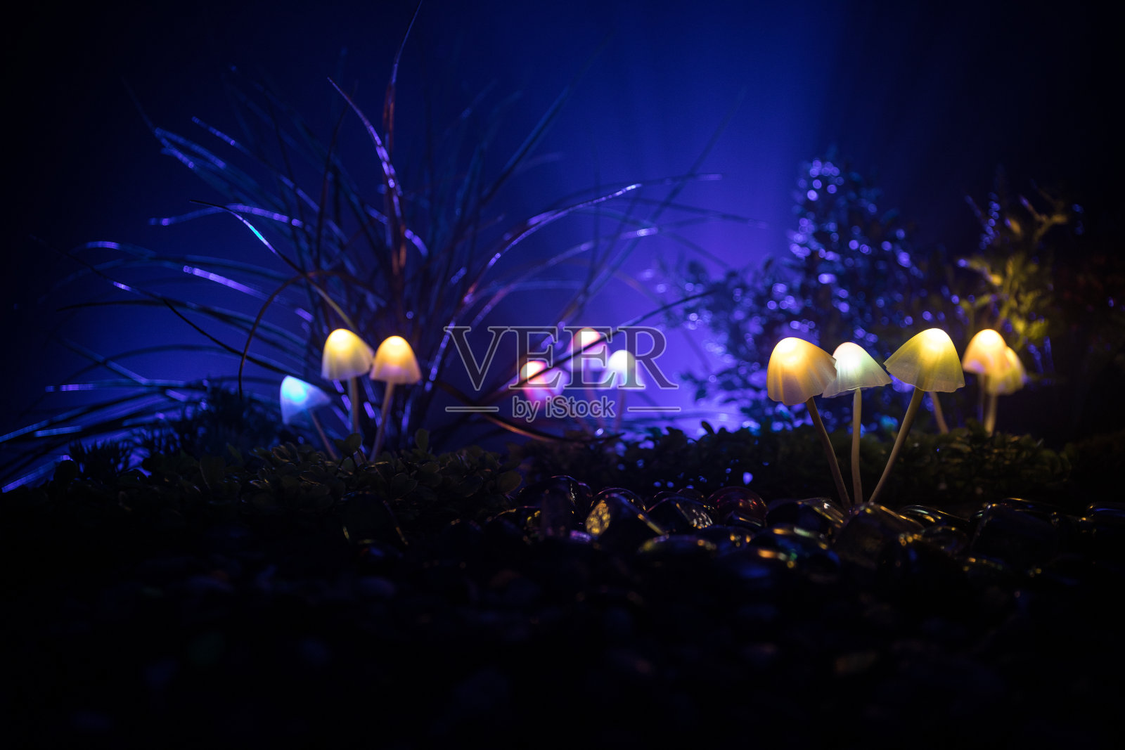 幻想发光蘑菇在神秘的黑暗森林特写。美丽的微距魔术蘑菇或灵魂迷失在阿凡达森林。仙女灯的背景与雾。照片摄影图片