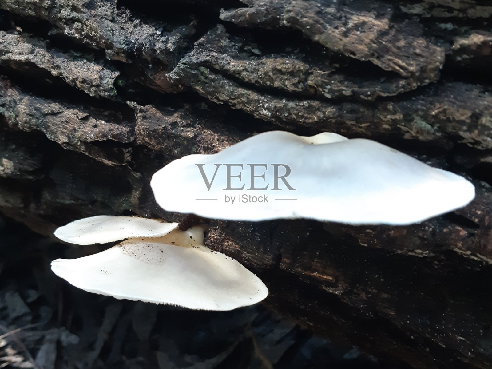 蘑菇照片摄影图片