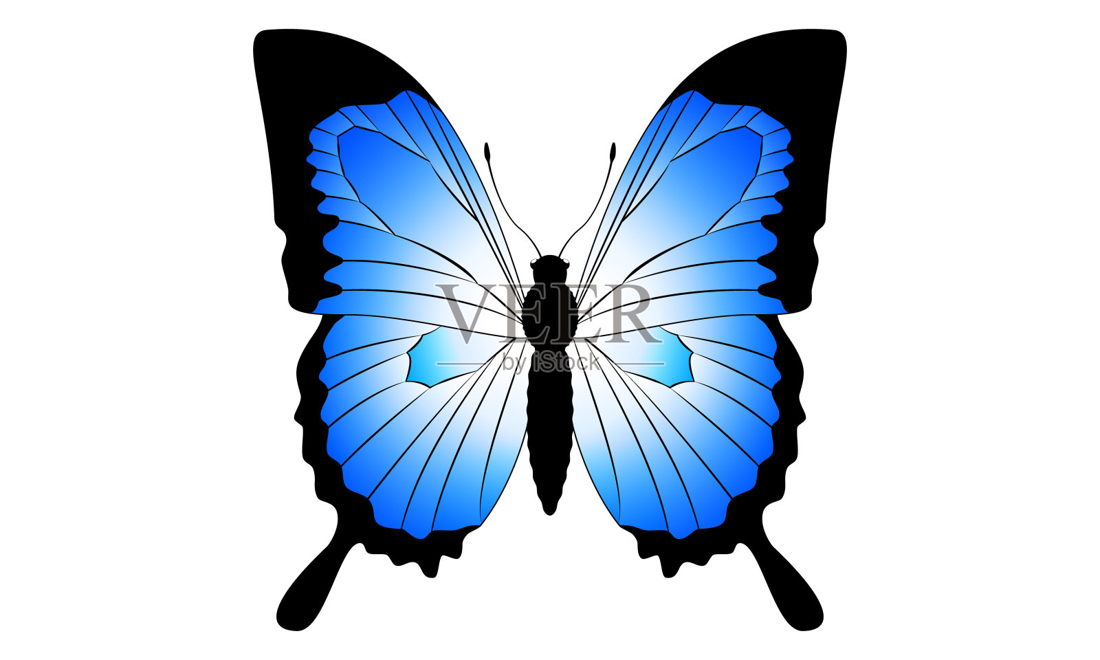 图例的尤利西斯蝴蝶设计元素图片