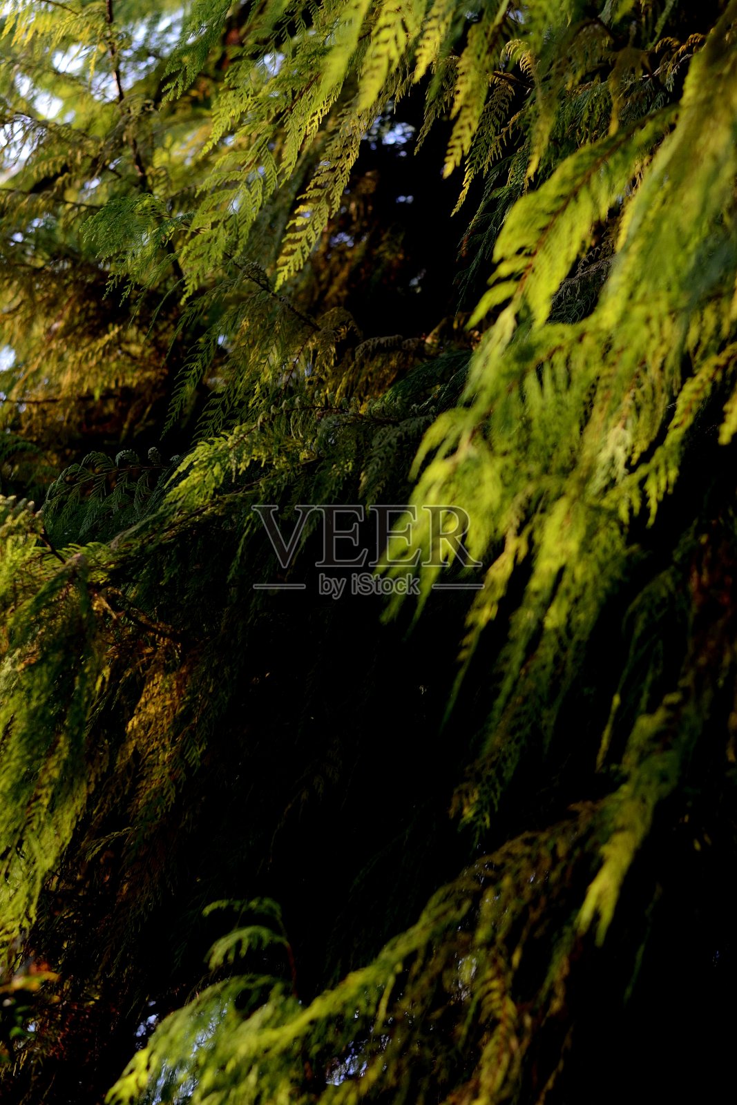 大花图案的温室照片摄影图片