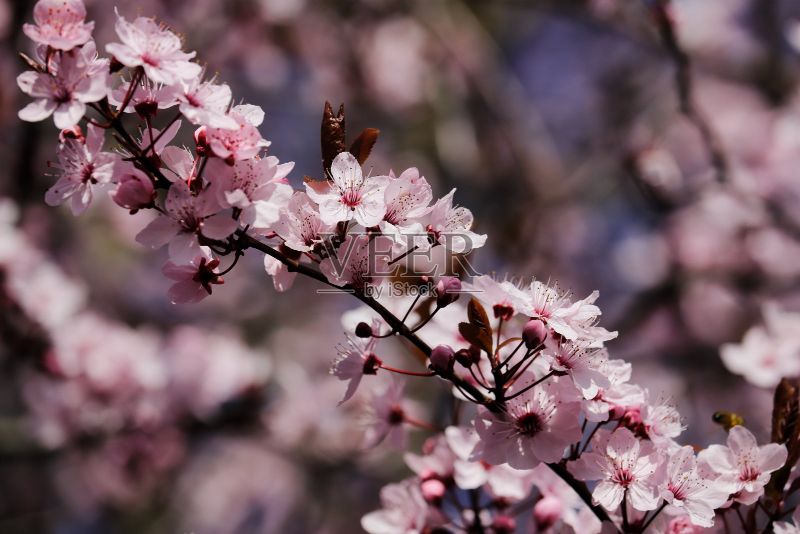 春天花园中日本樱桃的枝条照片摄影图片