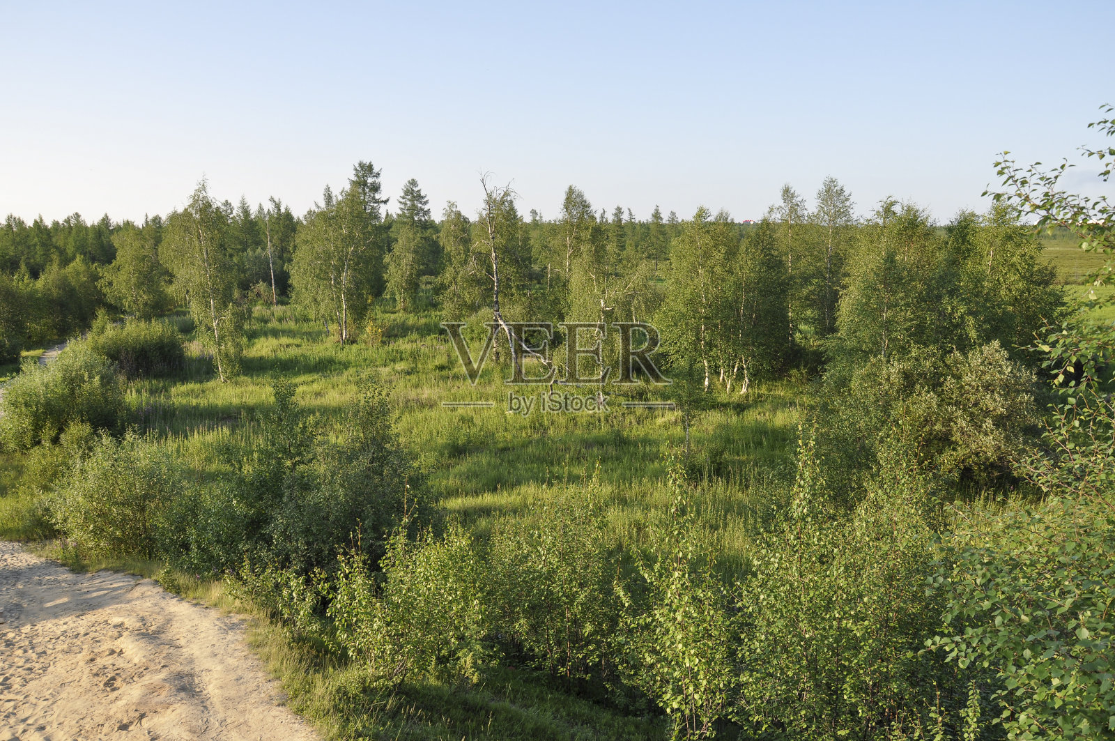 穿过绿色森林的小径，遍布松树、云杉、落叶松和桦树。道路，明媚的夏日与蓝天，旅行照片摄影图片