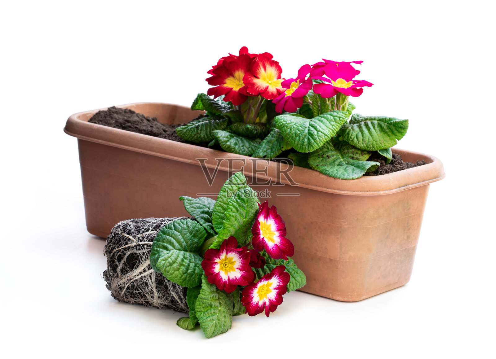 彩色报春花在黑色的盆孤立在白色。准备种植照片摄影图片