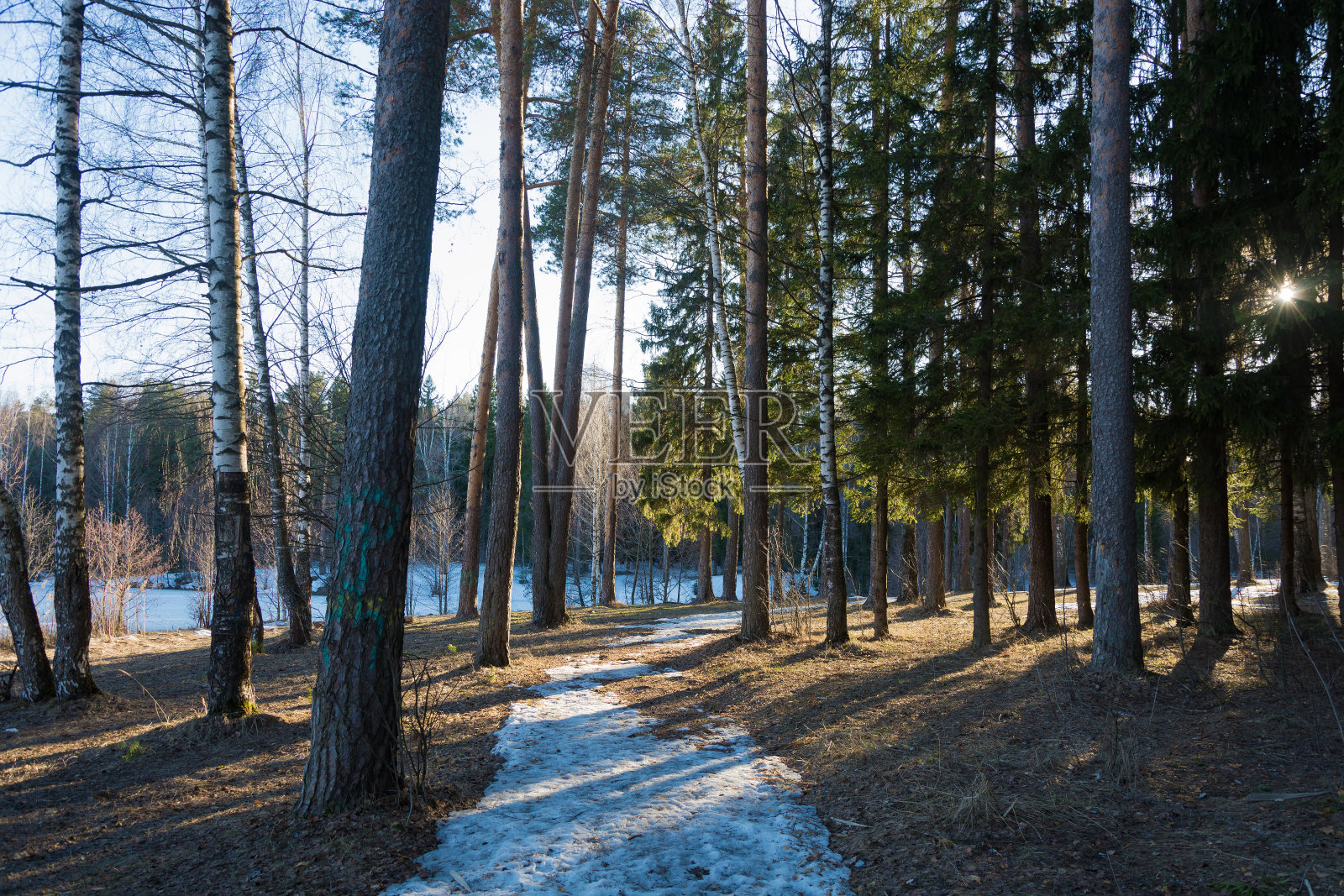 三月的森林里有一条积雪的小路，在明亮的阳光下。照片摄影图片